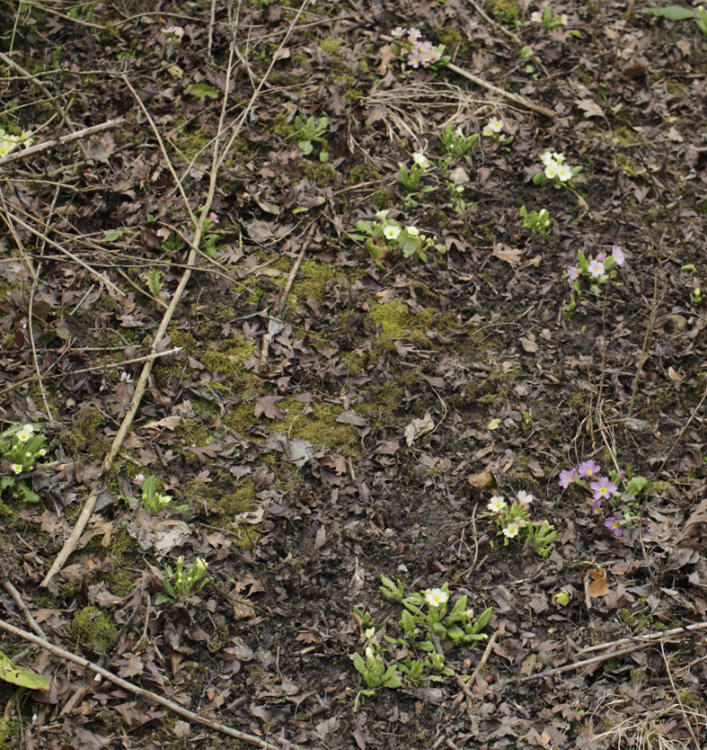 primula hybr hagenbrunn 20210314_2.jpg