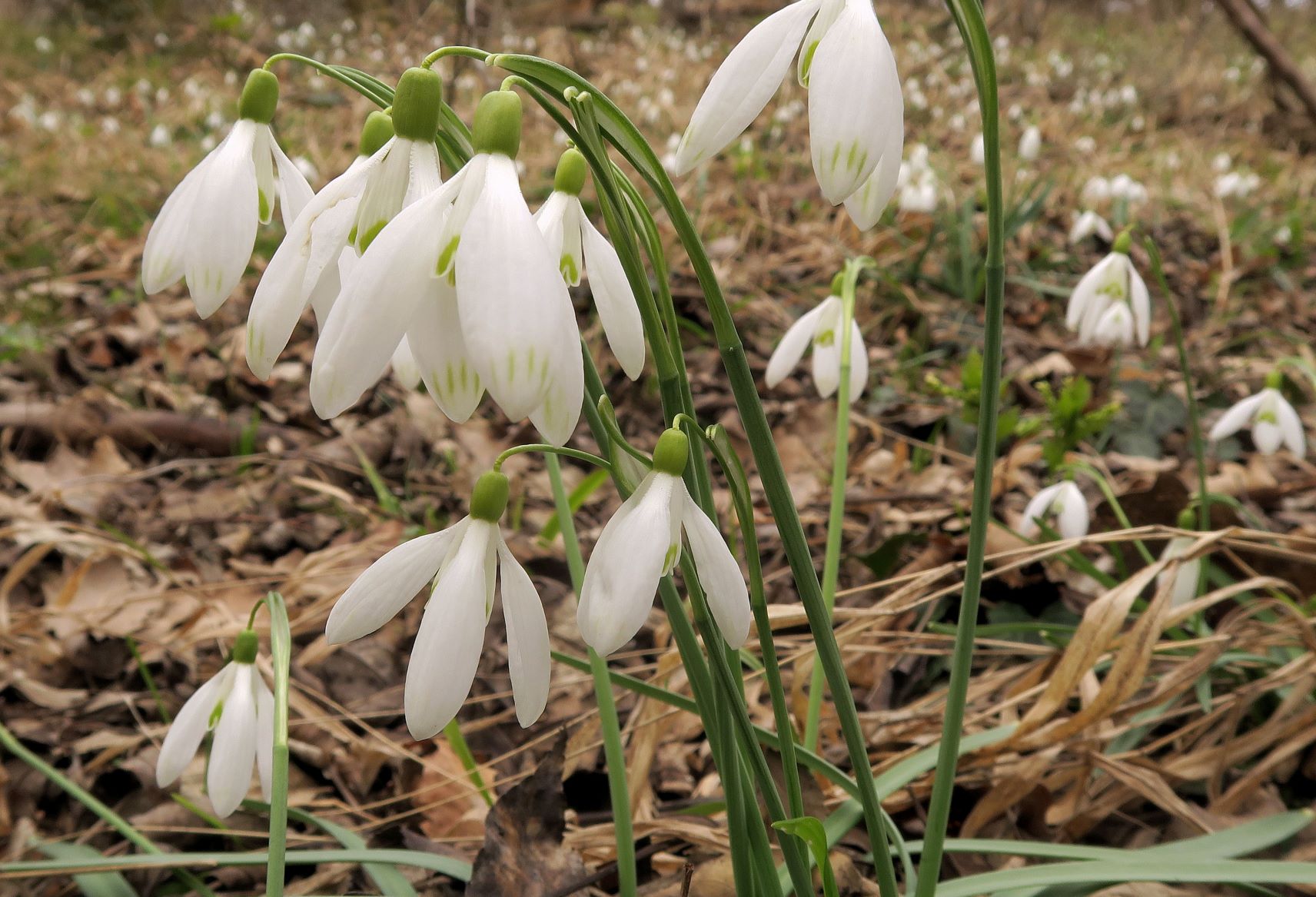 1 03.13 Gießhübl Gemeindewiese Seewiese Galanthus nivalis Schneeglöckchen, Gießhübl Wald bei Nemecek-Hütte 13.03.2021 C5X (9).JPG