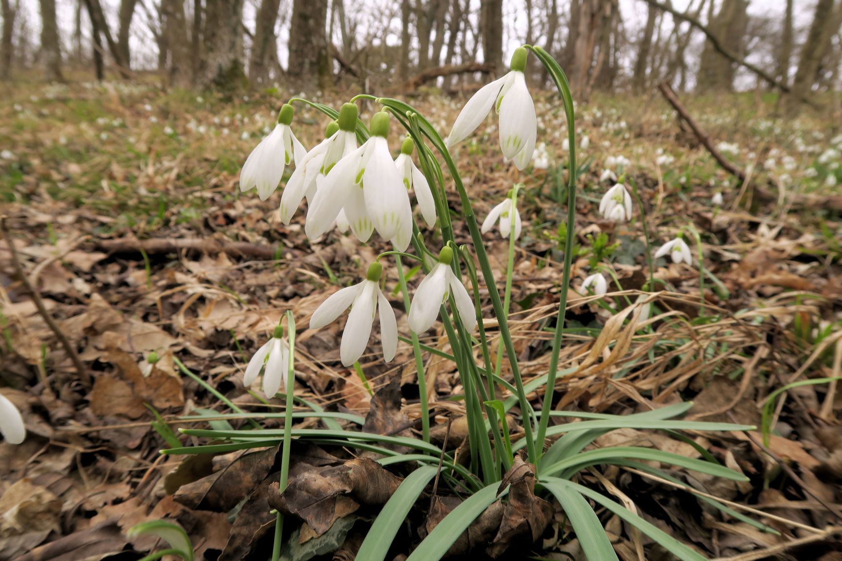 2 03.13 Gießhübl Gemeindewiese Seewiese Galathus nivalis Schneeglöckchen, Gießhübl Wald bei Nemecek-Hütte 13.03.2021 C5X (7).JPG