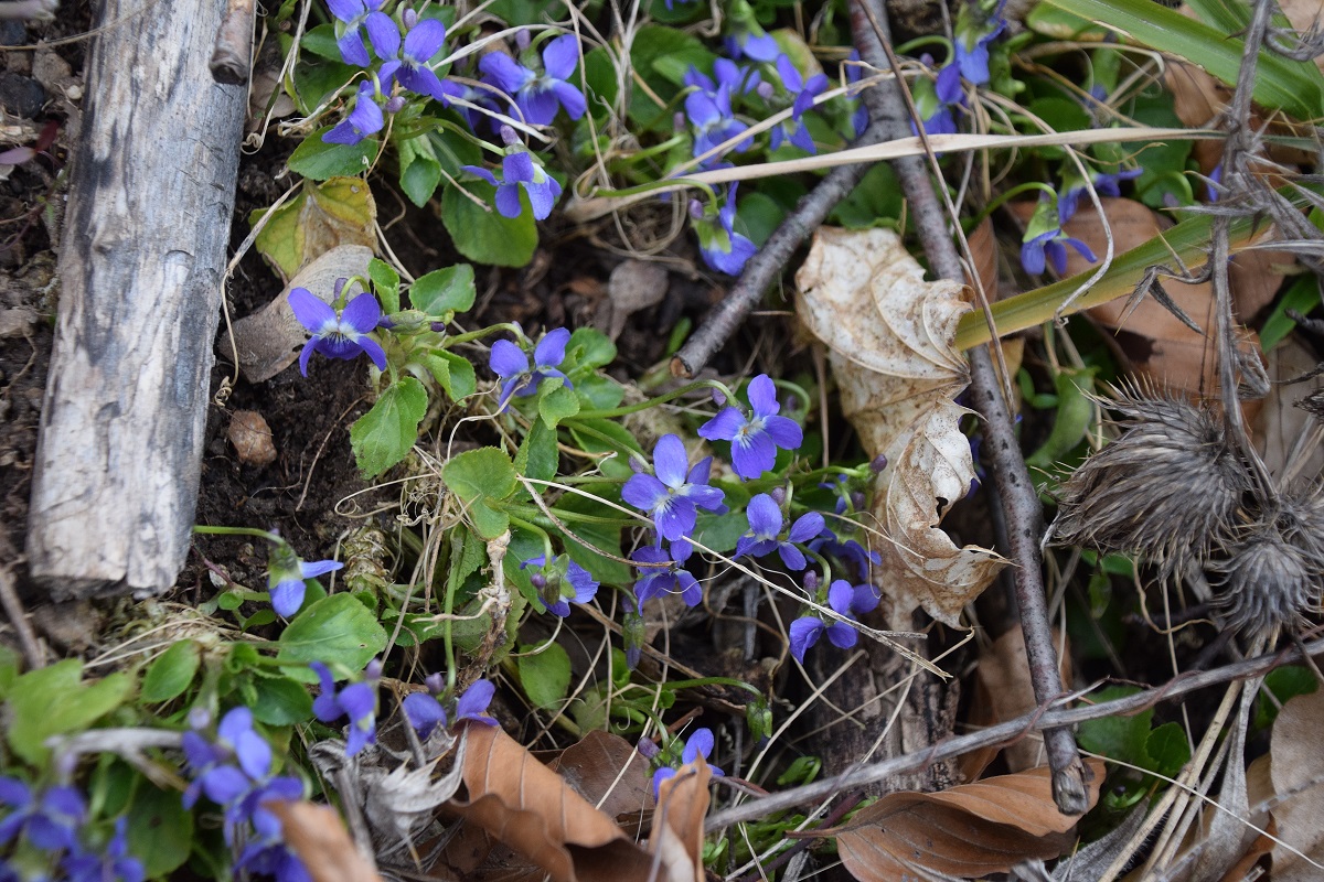 Wien 23-Kalksburg -  Breitenfurterstrasse - 14032021 - (3)  - unbestimmt - Viola mit Ausläufer.JPG