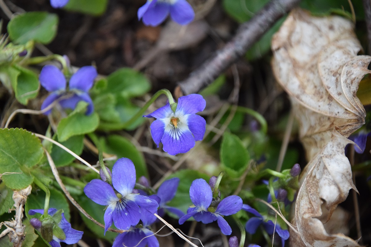 Wien 23-Kalksburg -  Breitenfurterstrasse - 14032021 - (4)  - unbestimmt - Viola mit Ausläufer.JPG