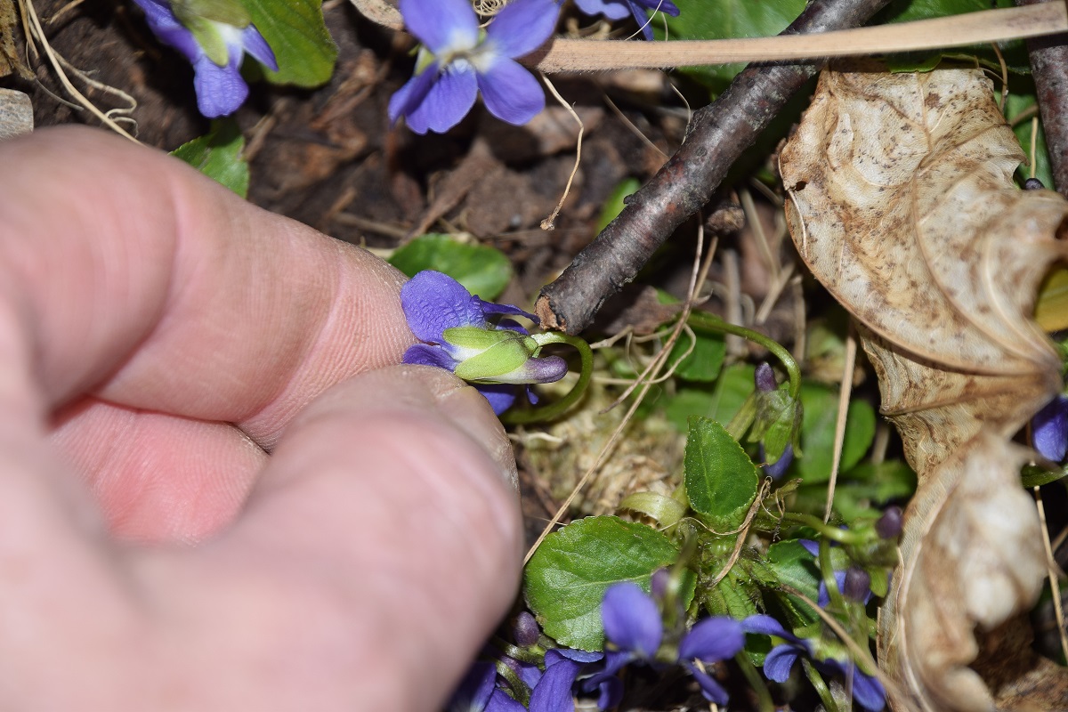 Wien 23-Kalksburg -  Breitenfurterstrasse - 14032021 - (5)  - unbestimmt - Viola mit Ausläufer.JPG