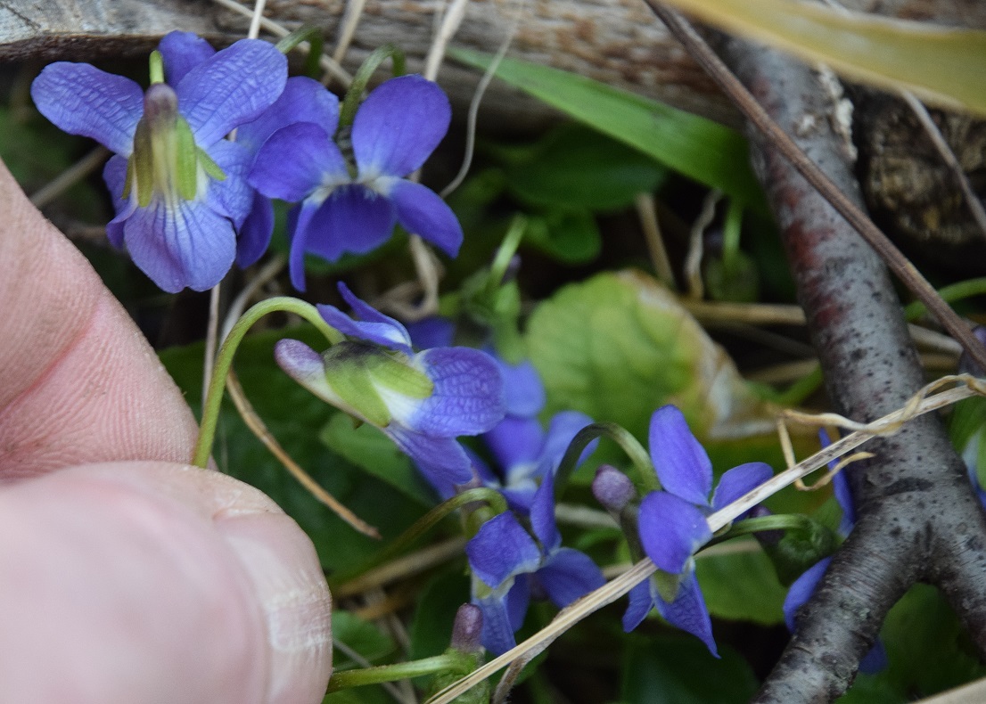 Wien 23-Kalksburg -  Breitenfurterstrasse - 14032021 - (8)  - unbestimmt - Viola mit Ausläufer.JPG