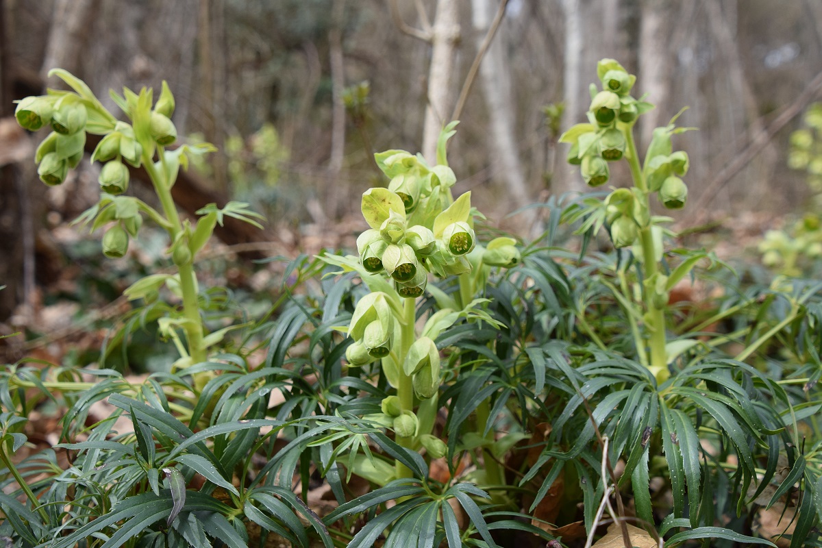 Alland - 13032021 - (5) - Helleborus foetidus - Stinkende Nieswurz.JPG