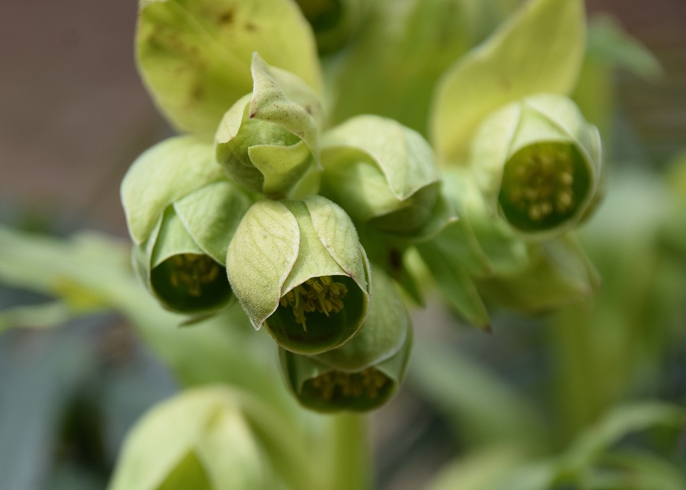 Alland - 13032021 - (6) - Helleborus foetidus - Stinkende Nieswurz.JPG