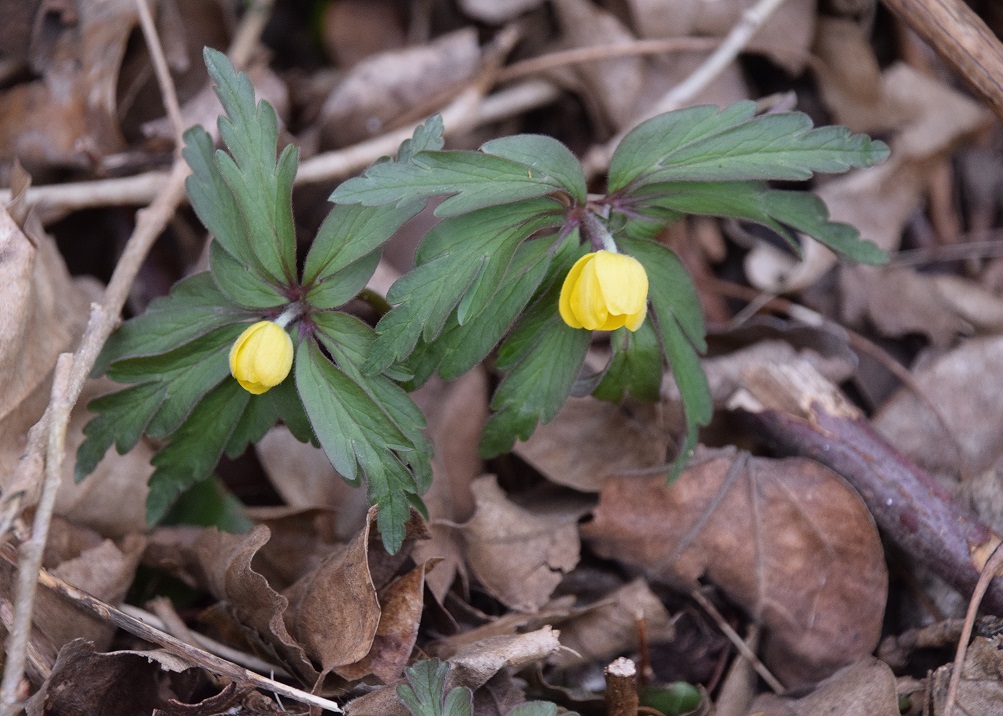 Breitenfurt - 14032021-(4) - 022020-(4) - Anemone ranunculoides - Gelb-Windröschen.JPG
