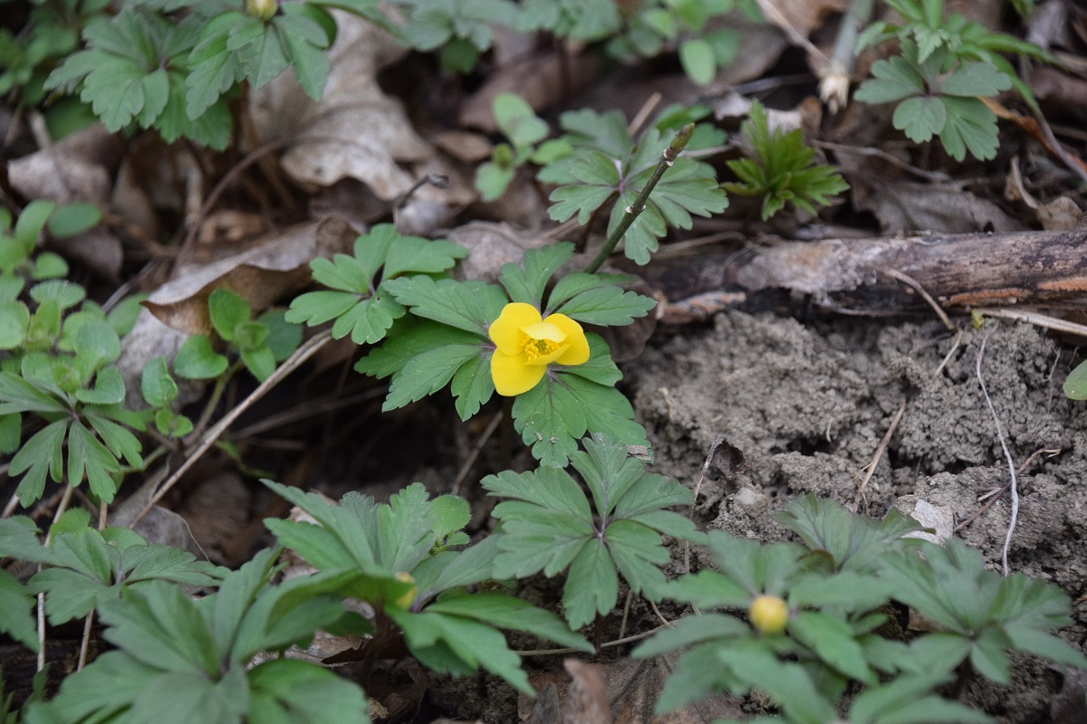 Breitenfurt- 14032021-(20) - 022020-(4) - Anemone ranunculoides - Gelb-Windröschen.JPG