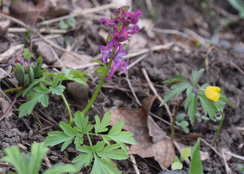 Breitenfurt - 14032021-(8) - Corydalis cava - Hohl-Lerchensporn und Anemone ranunculoides - Gelb-Windröschen.JPG