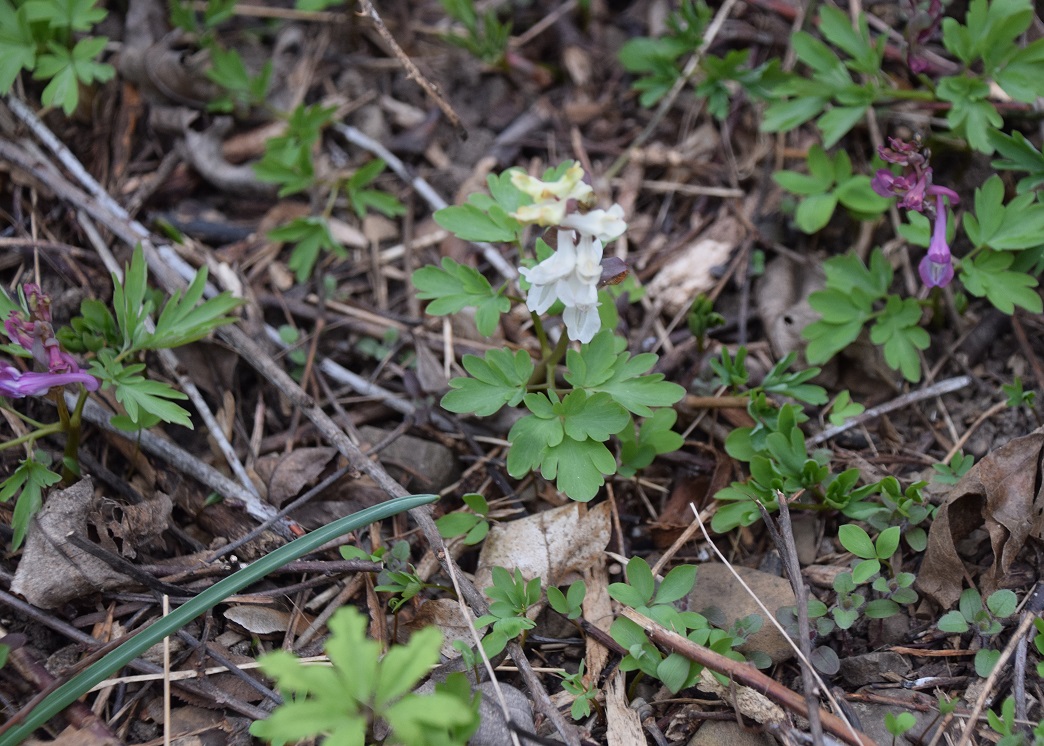 Breitenfurt - 14032021-(14) - Corydalis cava - Hohl-Lerchensporn.JPG