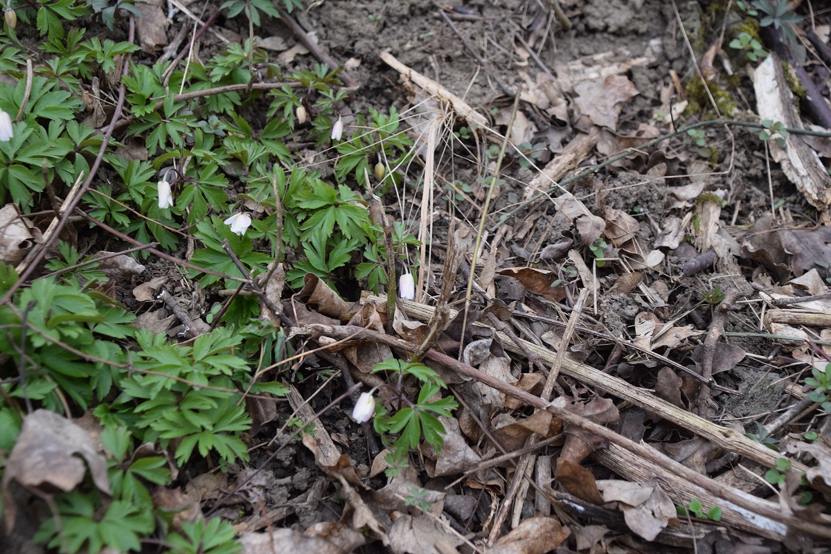 Breitenfurt - 14032021-(18) - Anemone nemorosa - Busch-Windröschen.JPG