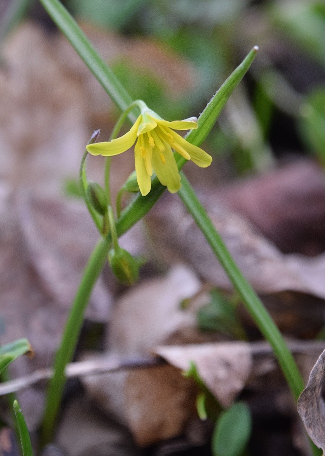 Breitenfurt - 14032021-(27) - Gagea lutea - Wald-Gelbstern.JPG