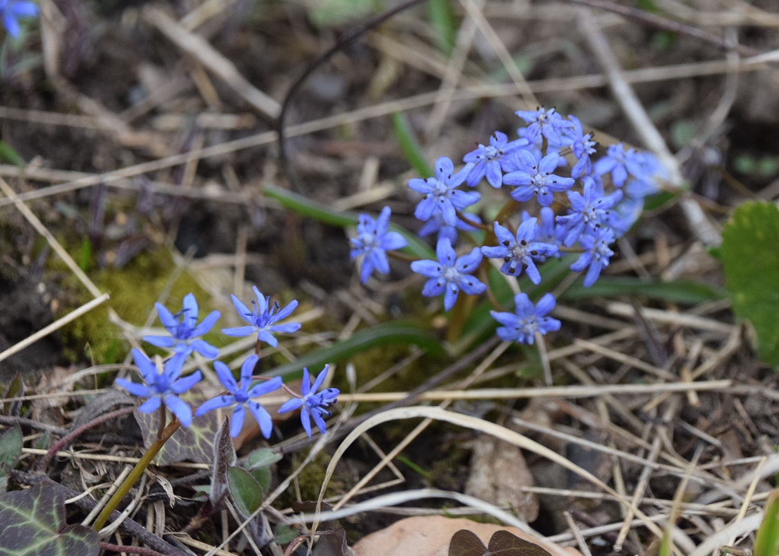 Wien 23-Kalksburg -  14032021 - (2) -  Scilla vindobonensis - Wien-Blaustern.JPG