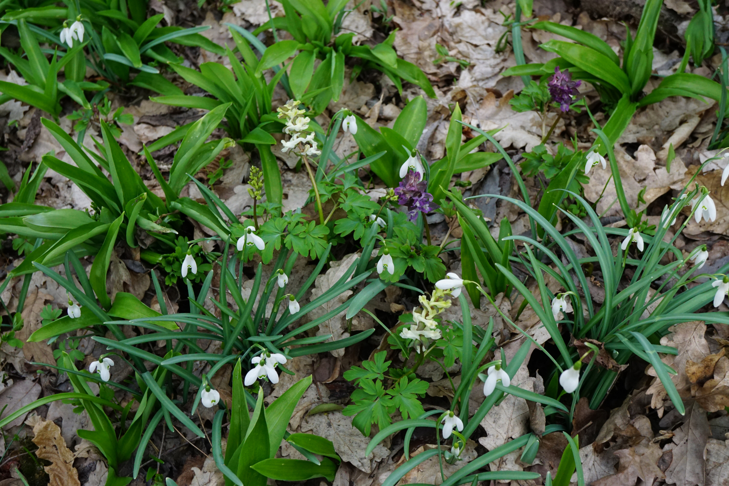 210313_Allium ursinum & Corydalis cava & Galanthus nivalis_Wüste Mannersdorf.JPG