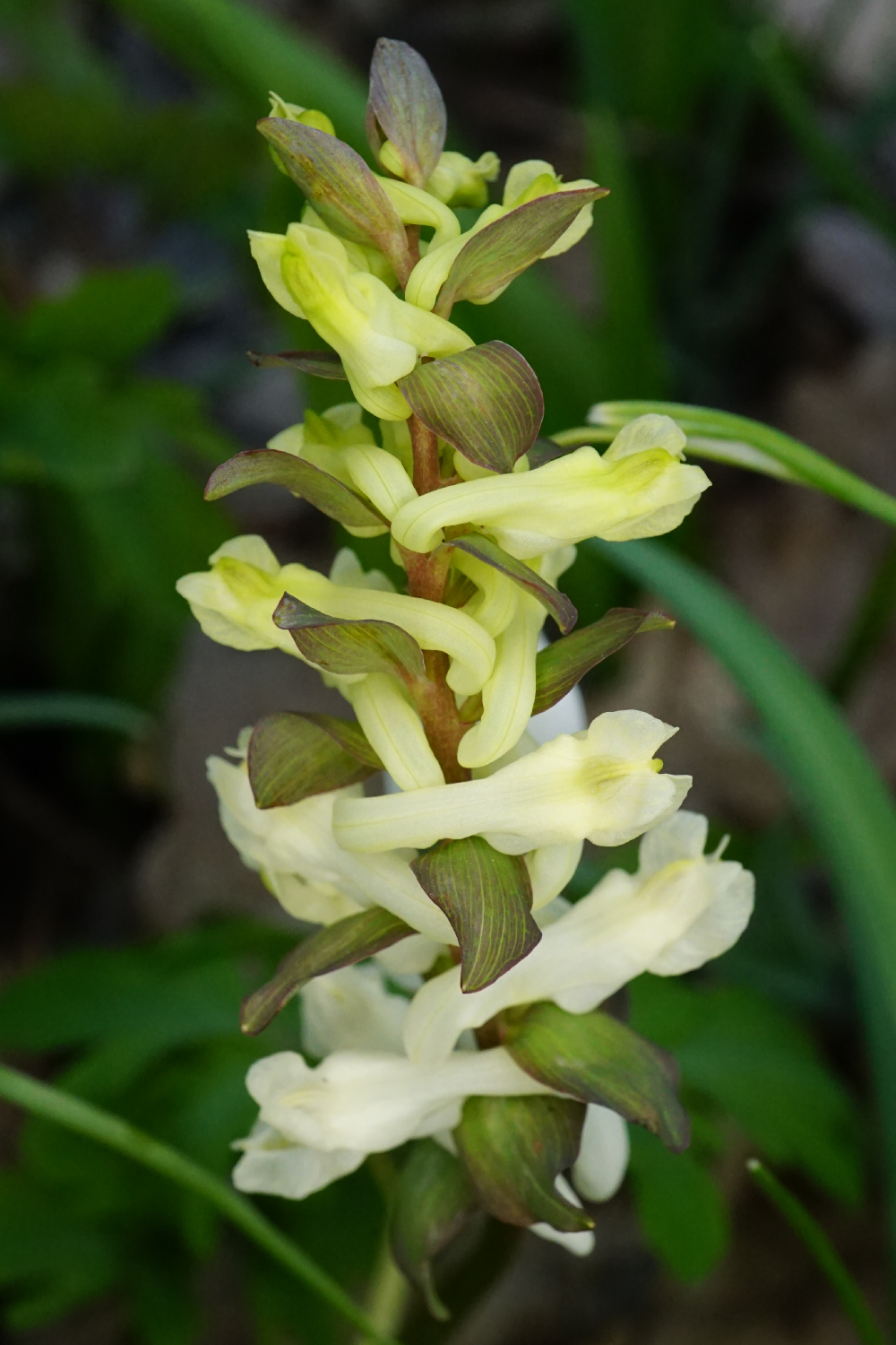 210313_Corydalis cava_Wüste Mannersdorf.JPG