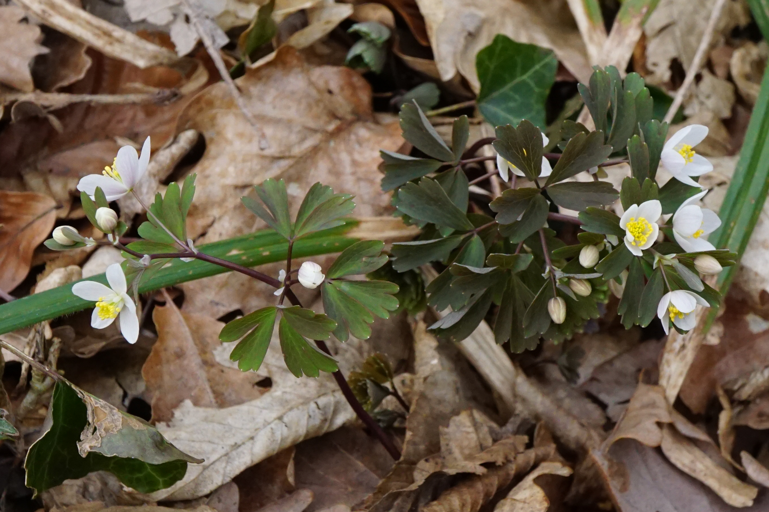 210313_Isopyrum thalictroides_Wüste Mannersdorf.JPG