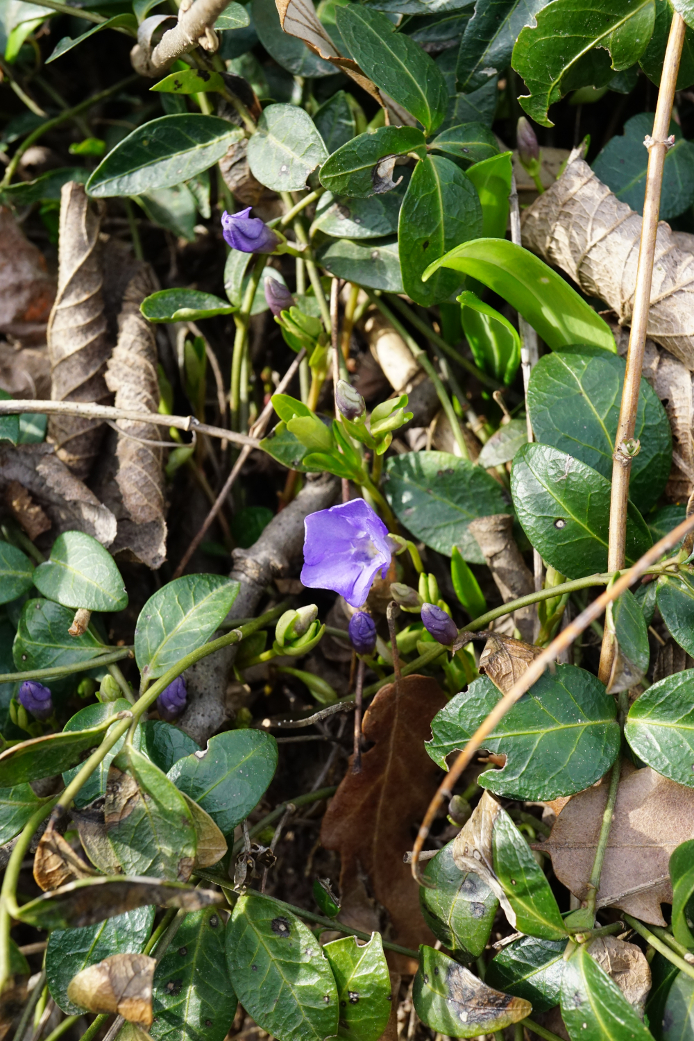 210313_Vinca minor_Wüste Mannersdorf.JPG