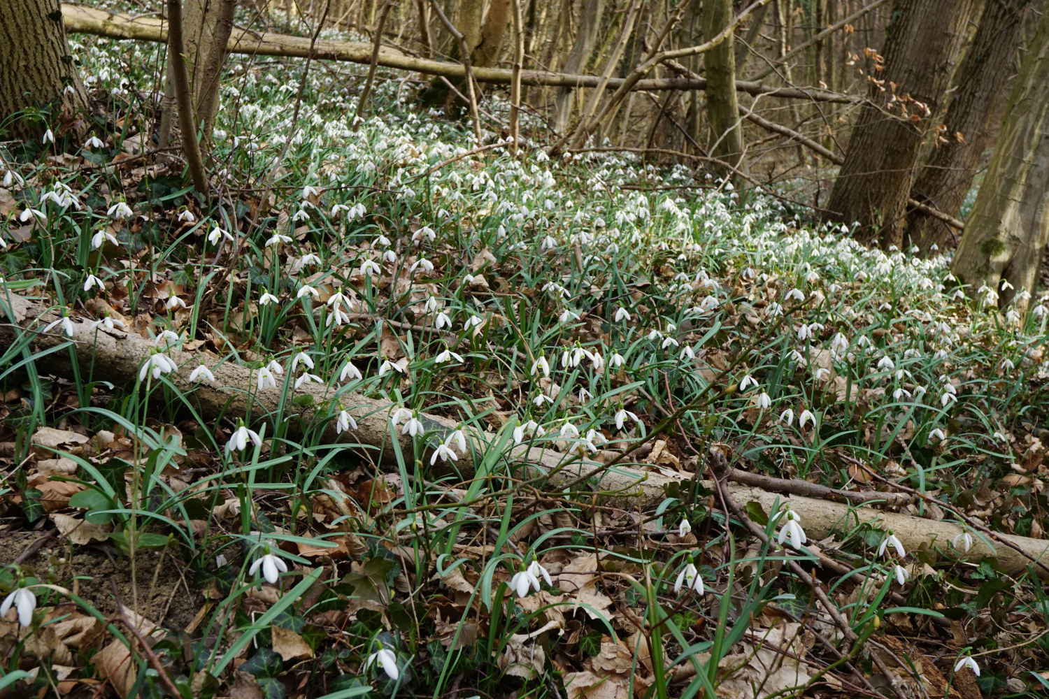 210313_Galanthus nivalis 2_Wüste Mannersdorf.JPG