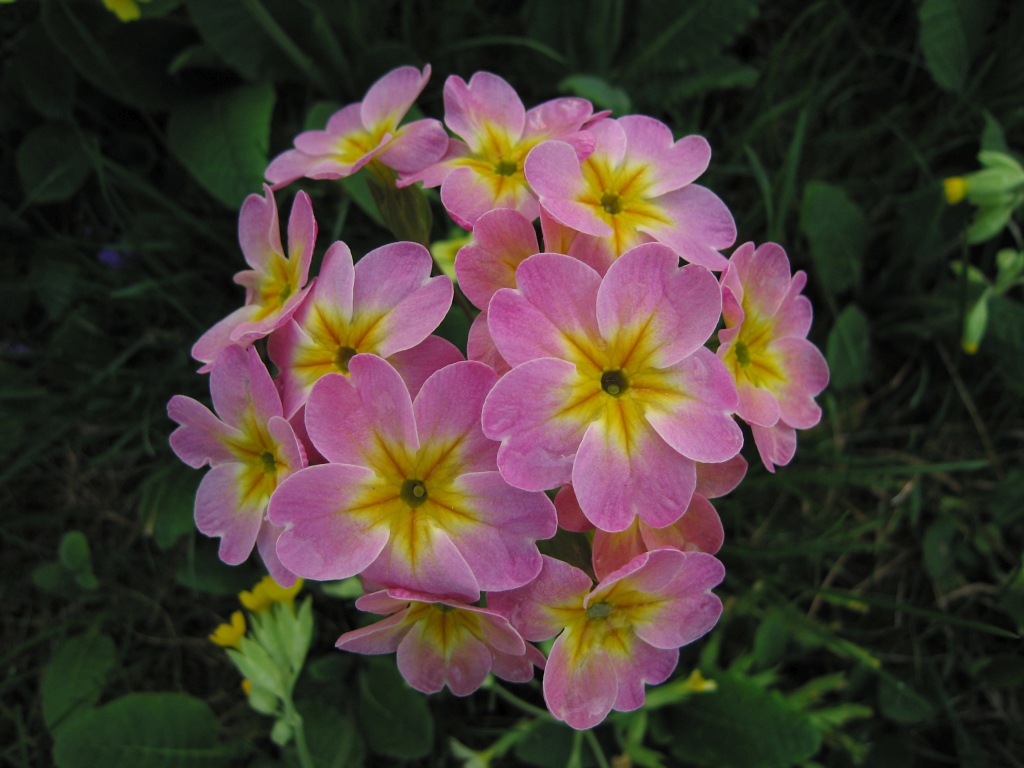 Primula 2.jpg