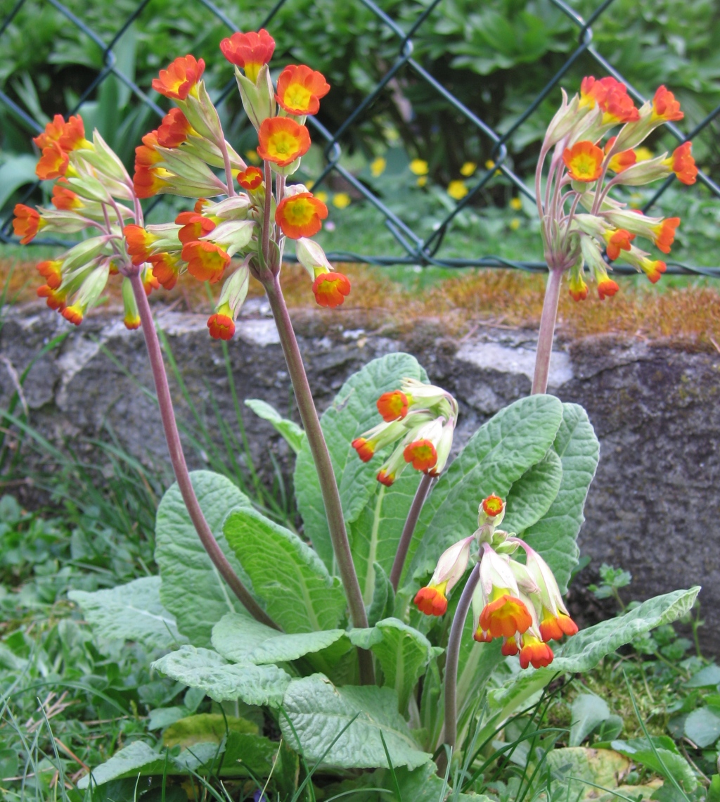 Primula 3.jpg