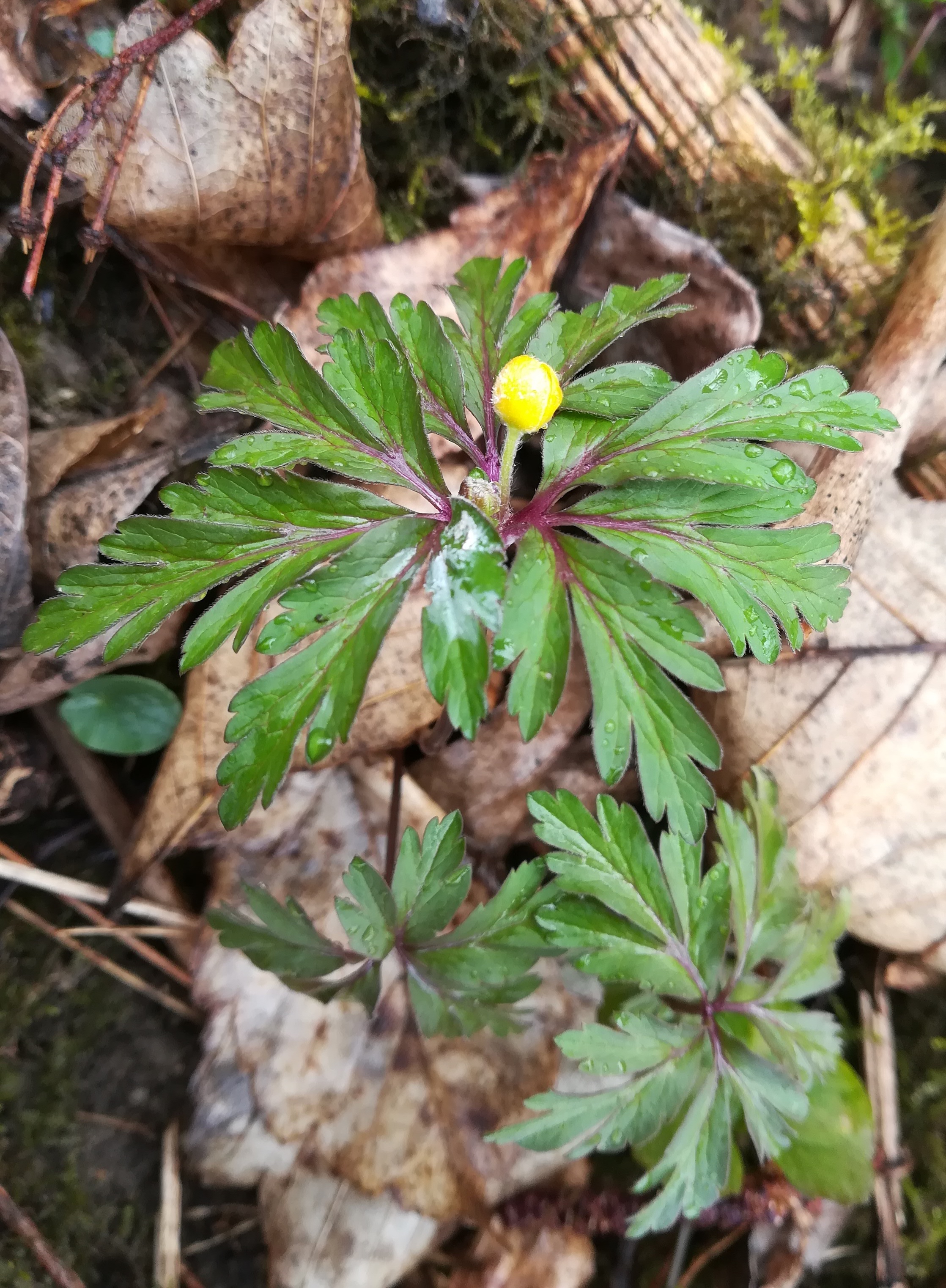 anemone ranunculoides trautmannsdorf leitha_20210314_141834.jpg