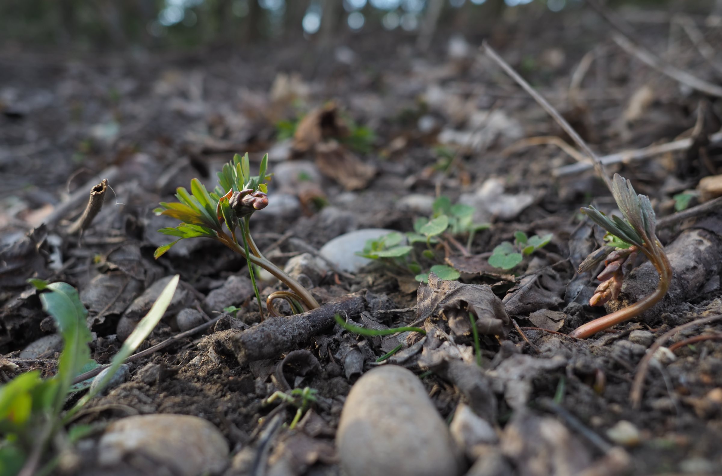 20210312 Corydalis cava Lobau.jpg