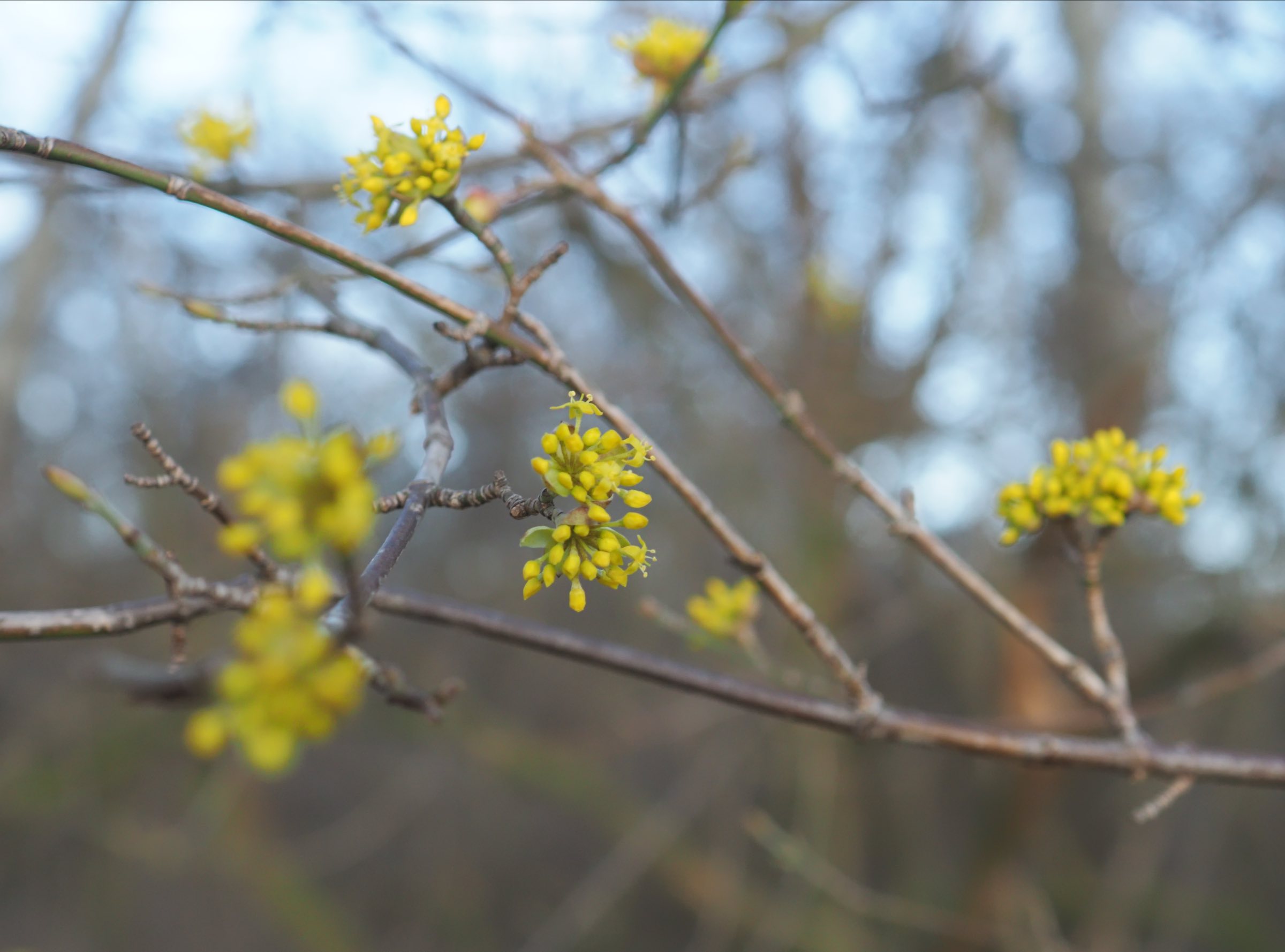 20210312 Cornus mas Lobau.jpg