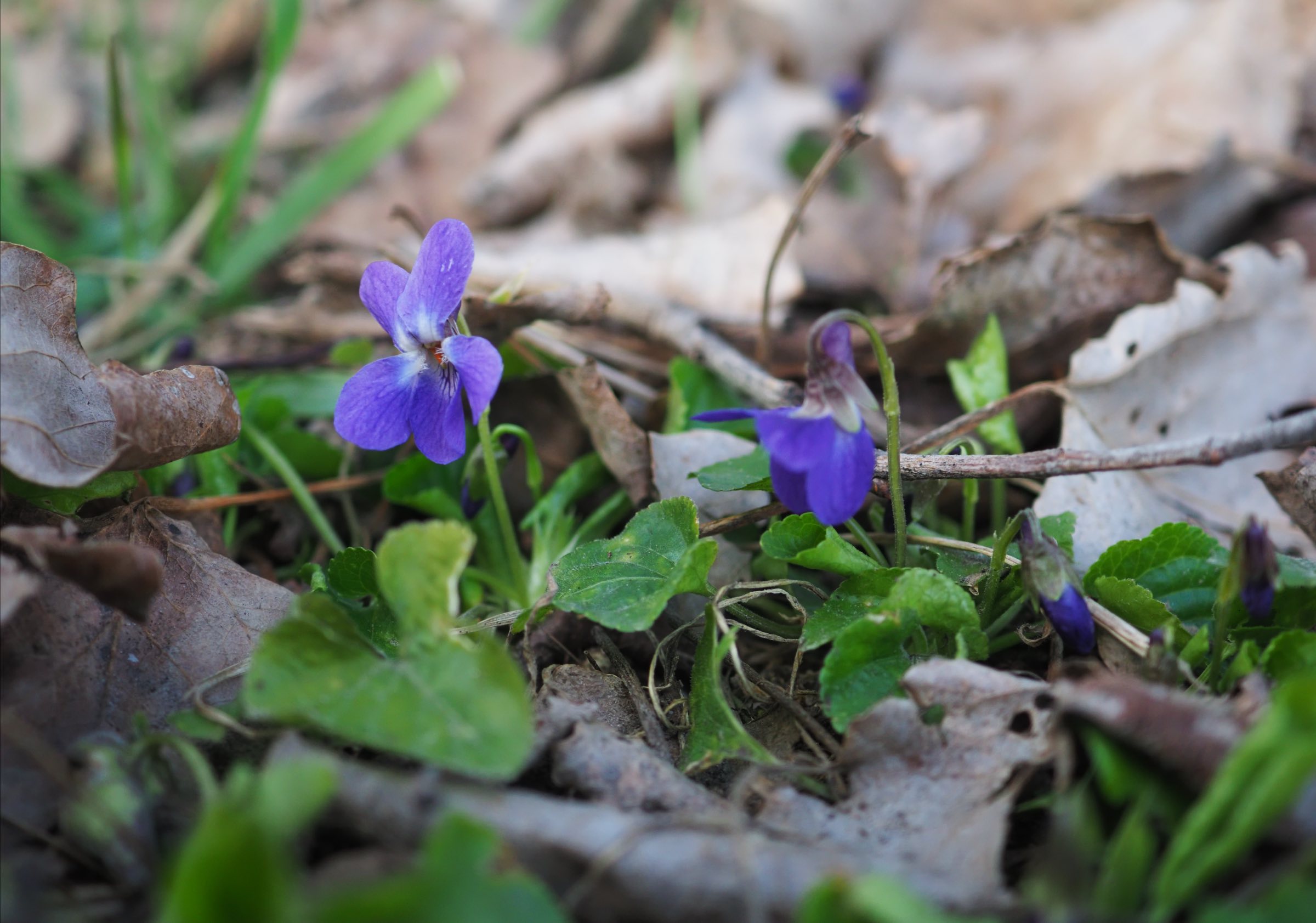 20210312 Viola odorata Lobau.jpg