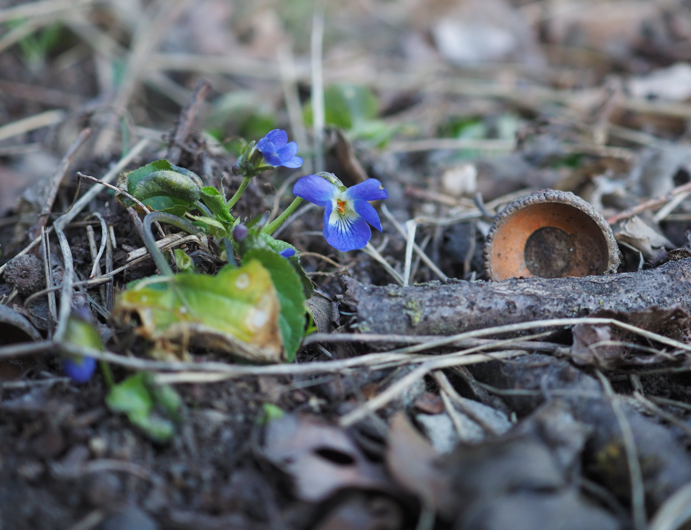 20210312 Viola suavis Lobau.jpg