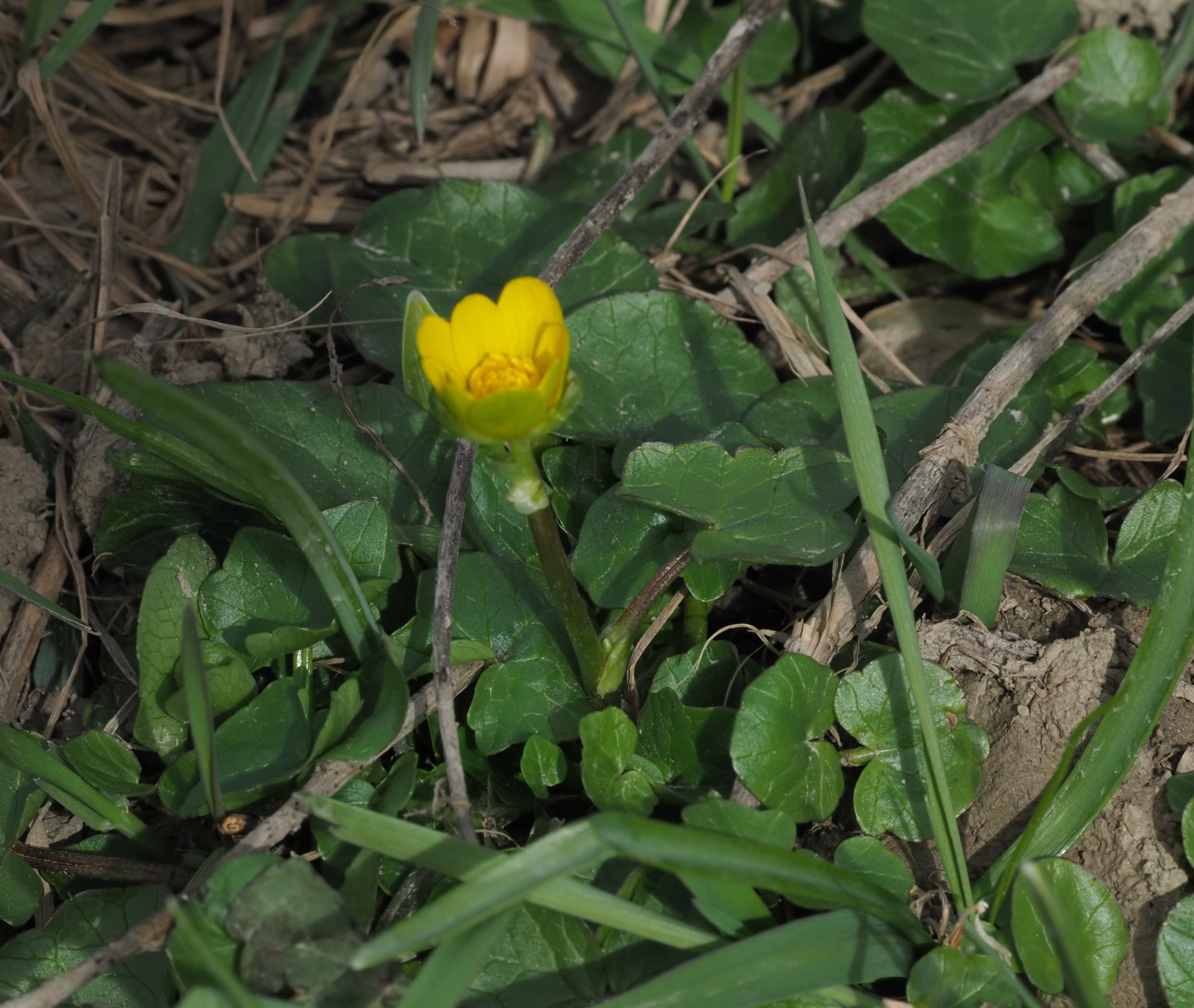 20210313 Ficaria verna Stopfenreuth.jpg