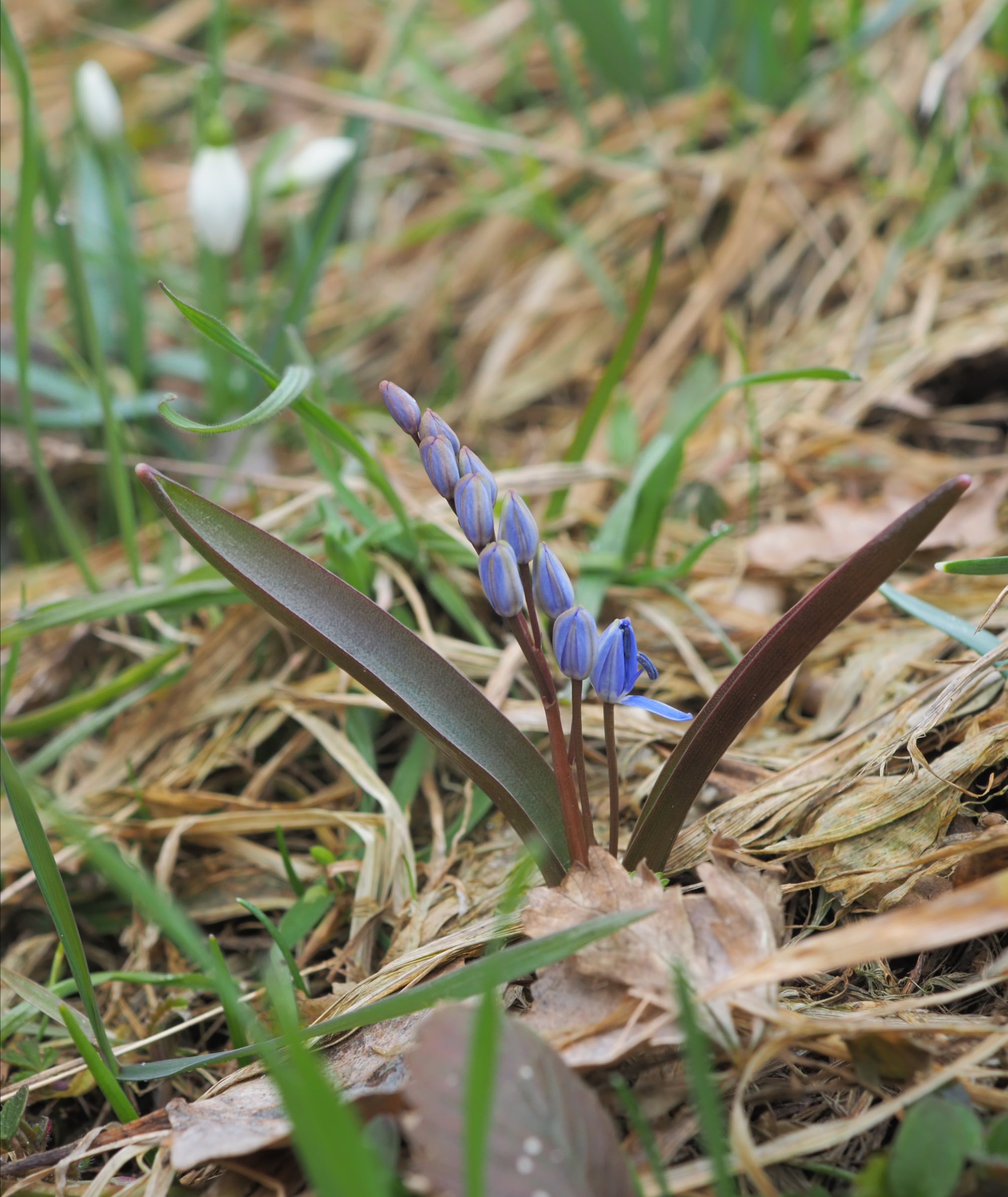 20210313 Scilla vindobonensis Orth adDonau.jpg