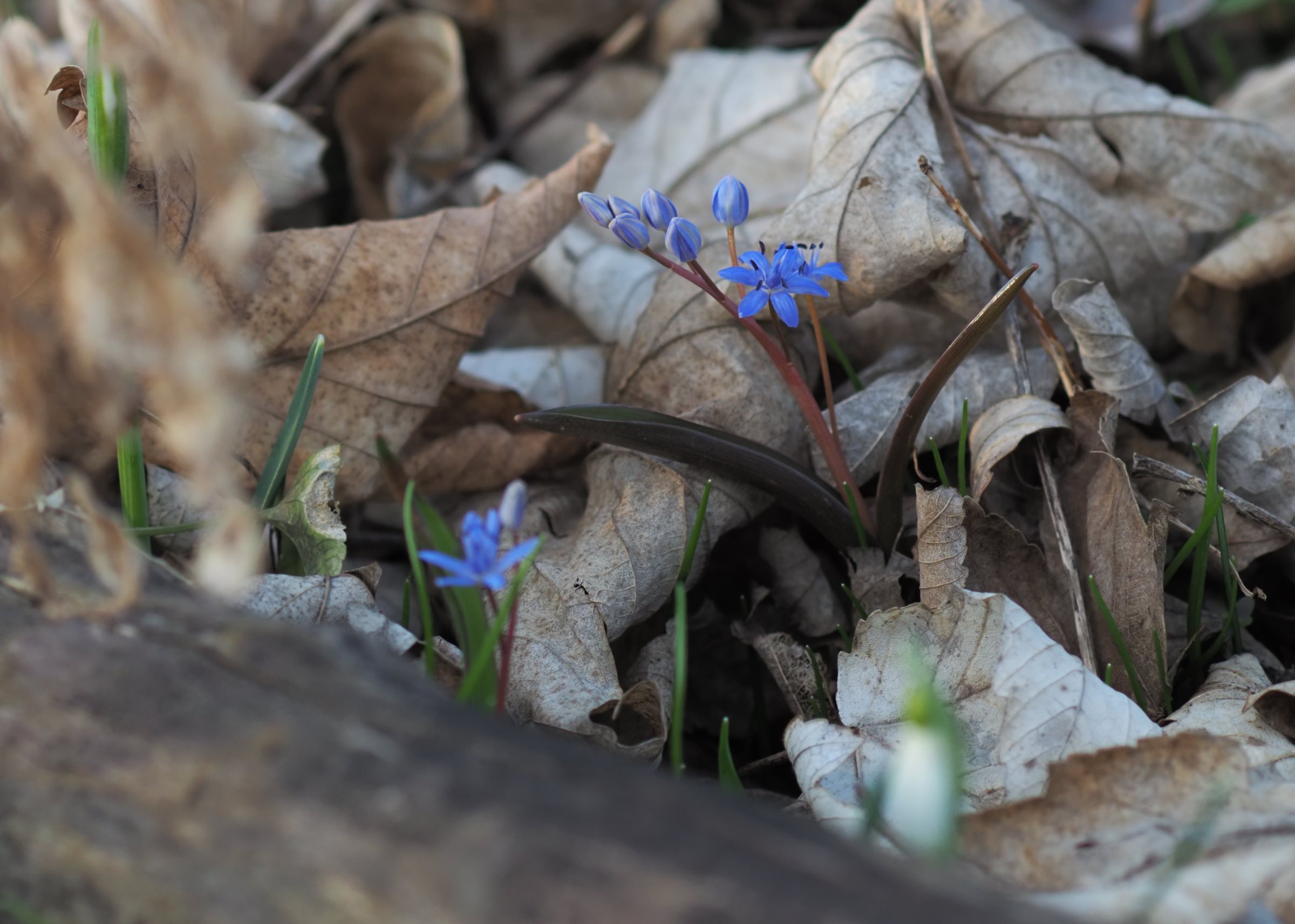 20210312 Scilla vindobonensis Lobau.jpg