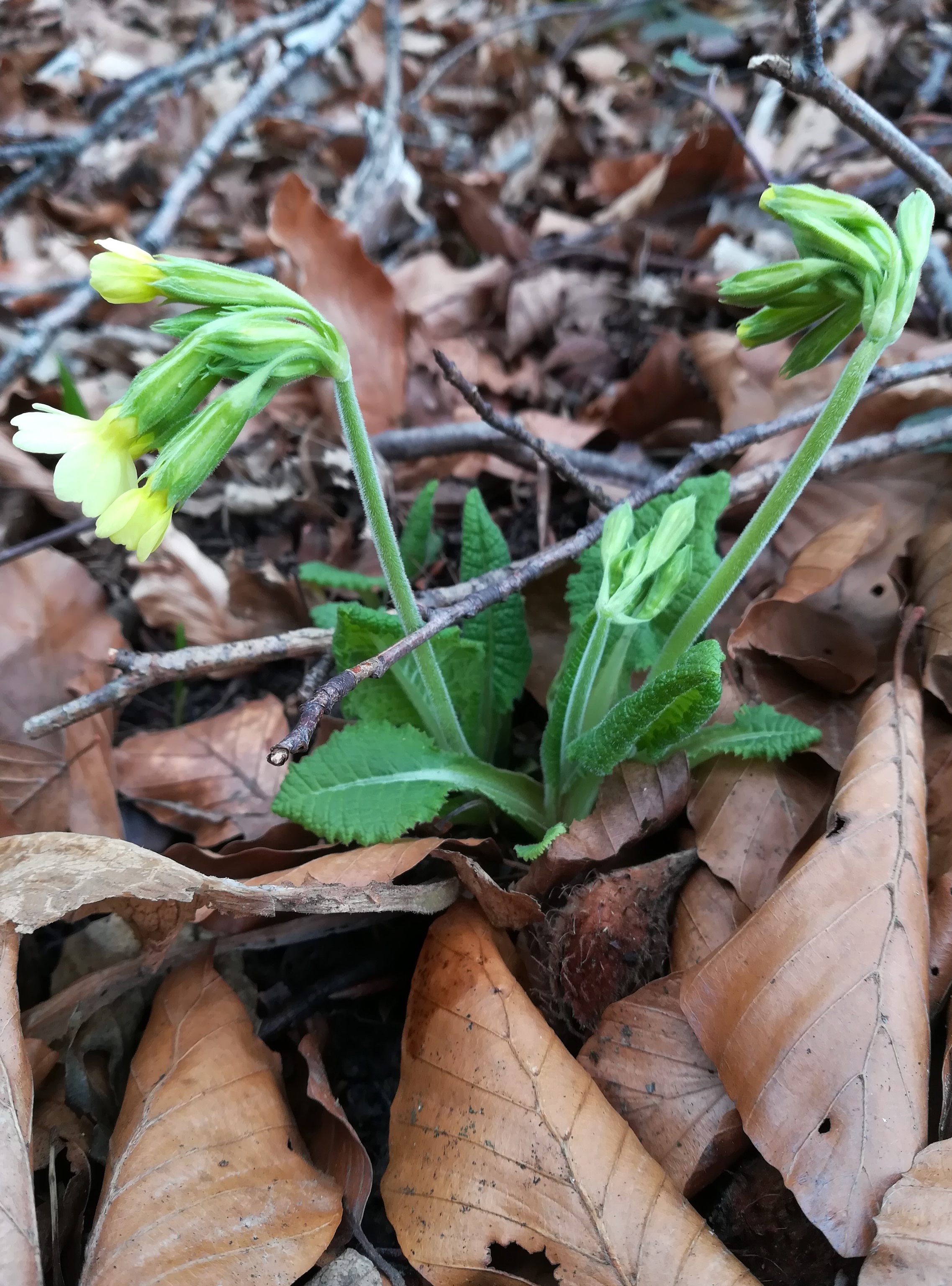 primula elatior s. str. geschriebene buche bei klausen-leopoldsdorf_20210315_125217.jpg