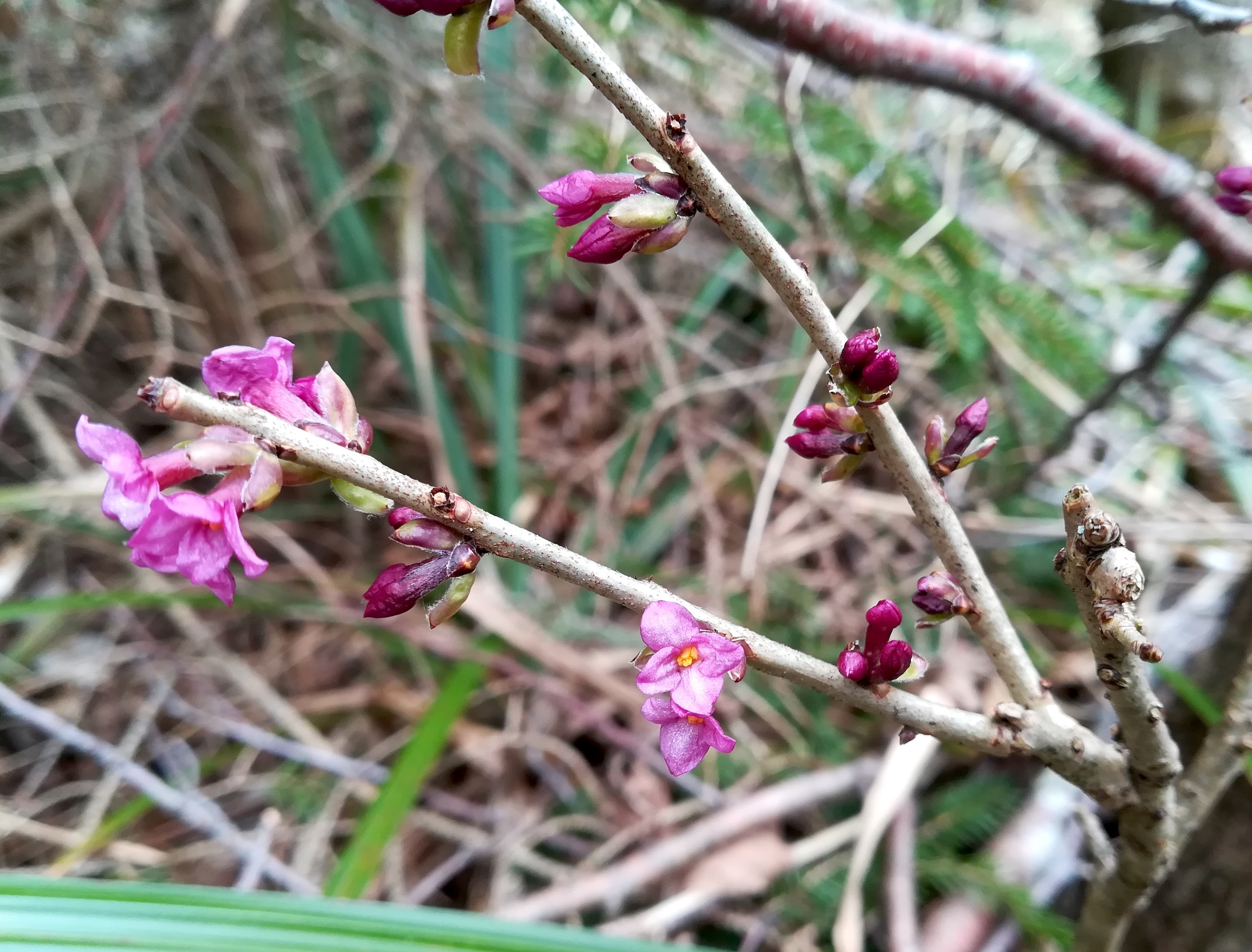 daphne mezereum geschriebene buche bei klausen-leopoldsdorf_20210315_122542.jpg