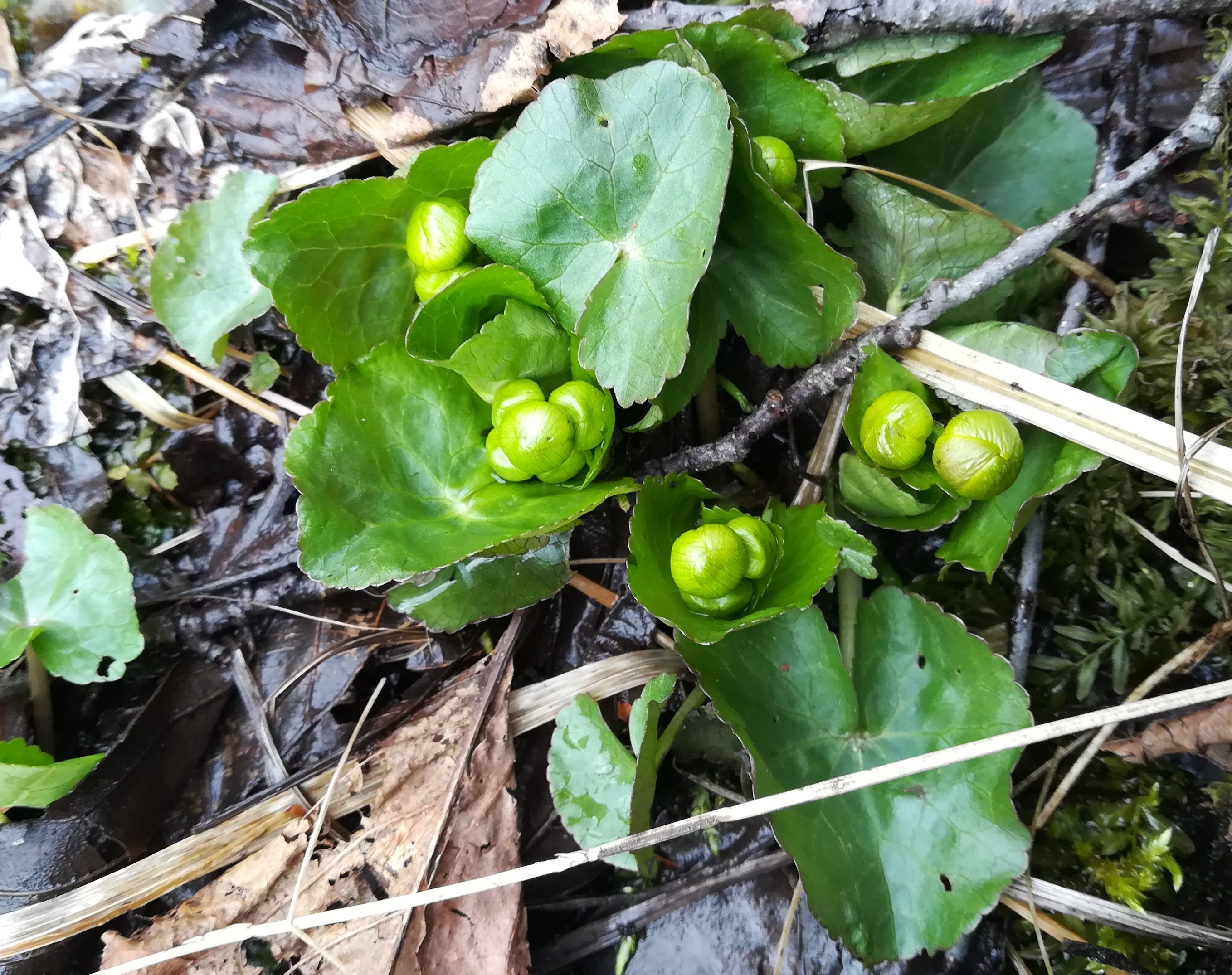 caltha palustris geschriebene buche bei klausen-leopoldsdorf_20210315_122238.jpg