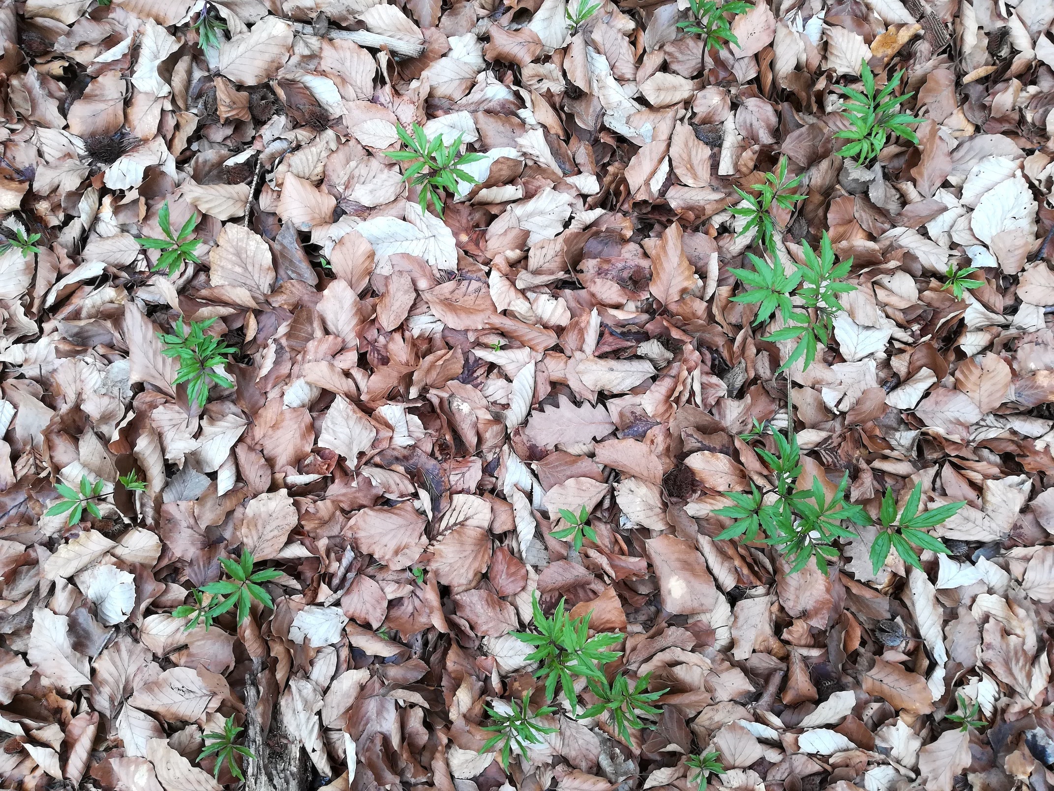cardamine bulbifera geschriebene buche bei klausen-leopoldsdorf_20210315_114357.jpg
