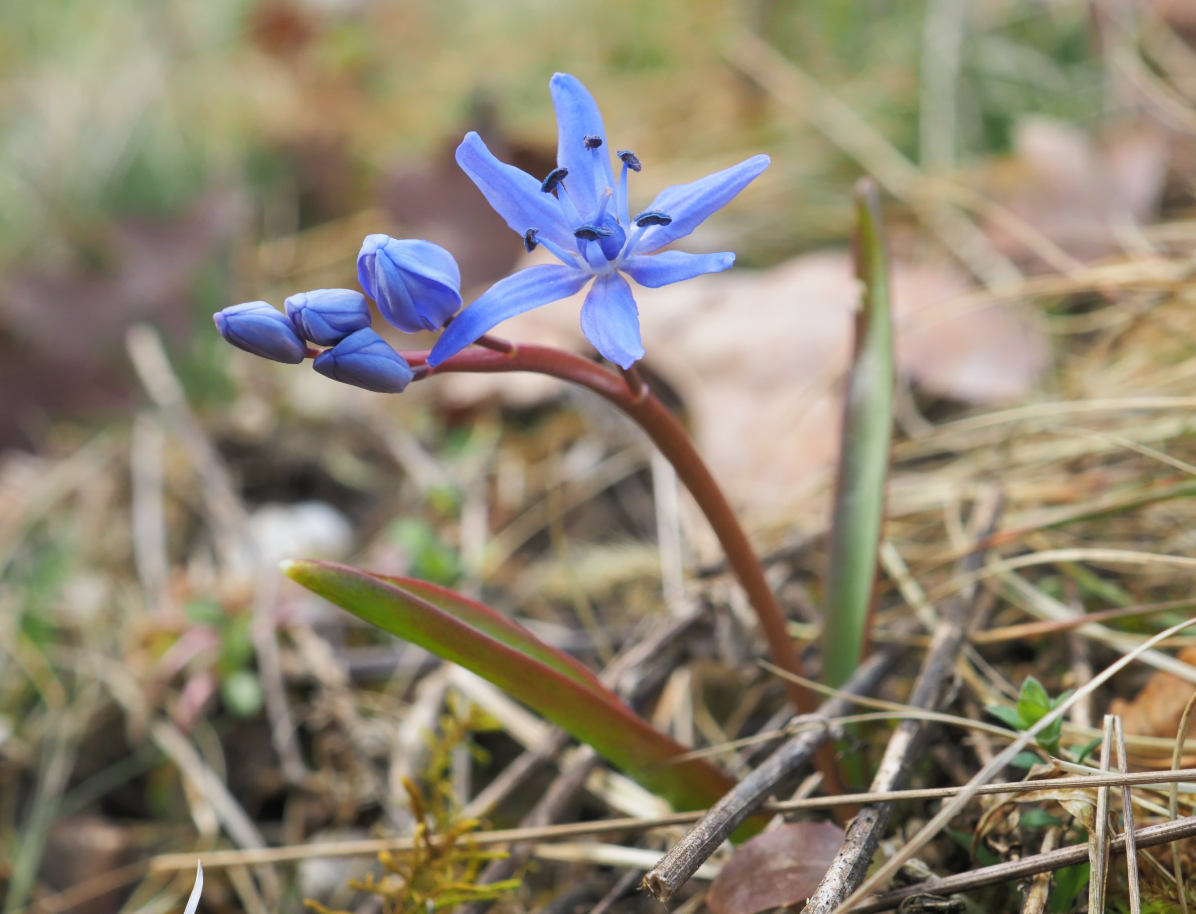 20210313 Scilla bifolia s str Stopfenreuth.jpg