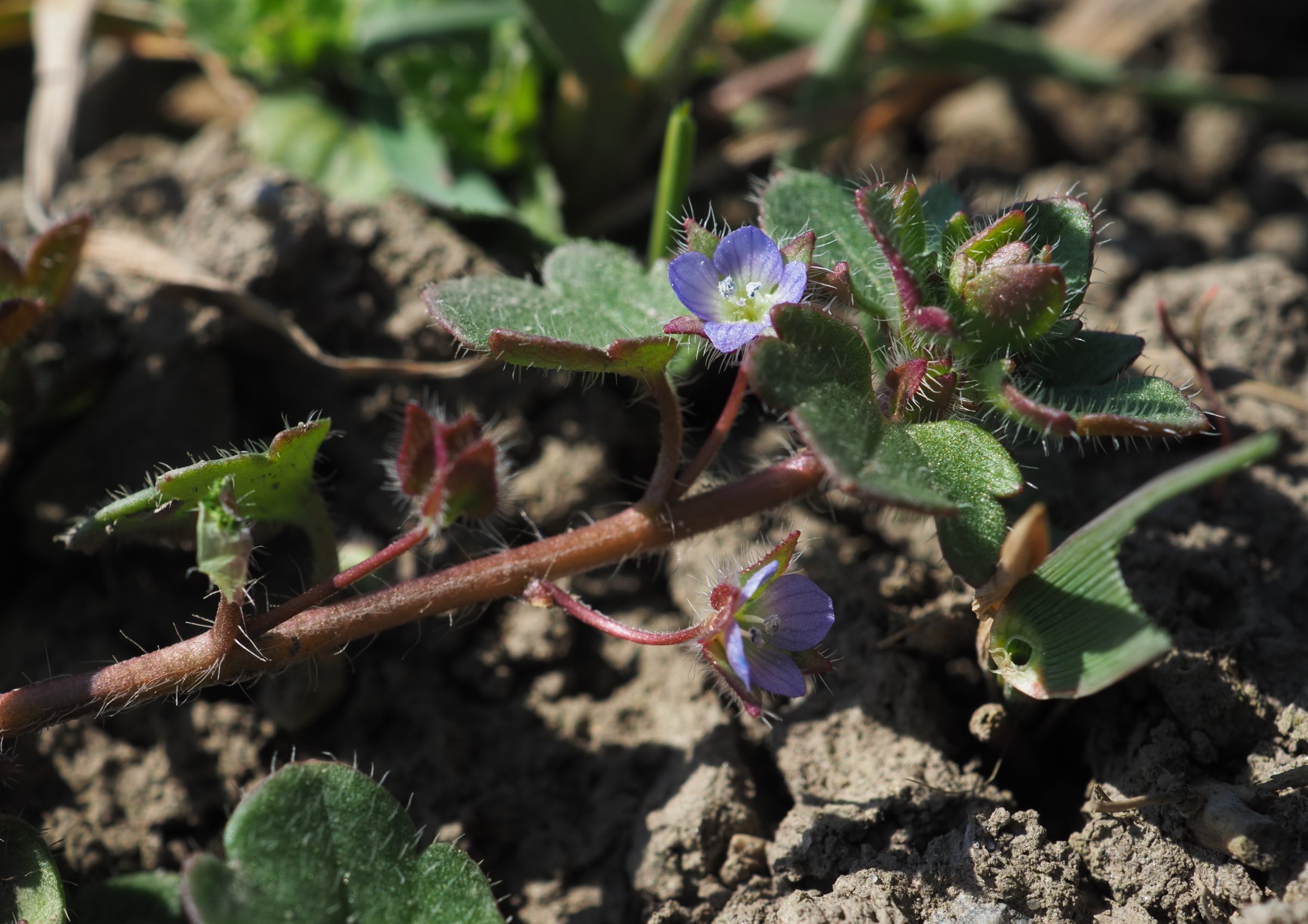20210315 Veronica hederifolia s str - Raasdorf.jpg