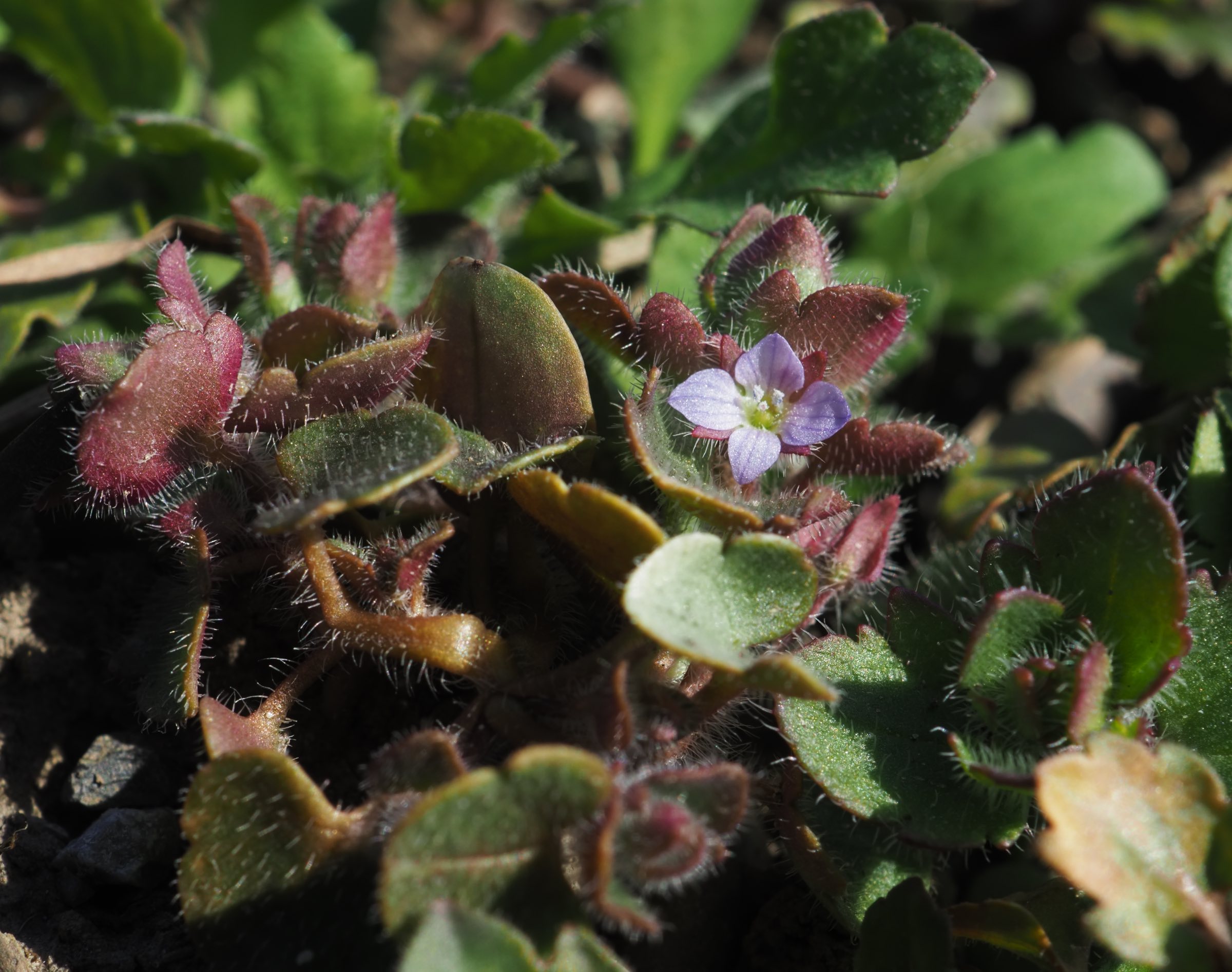 20210315 Veronica sublobata - Raasdorf.jpg