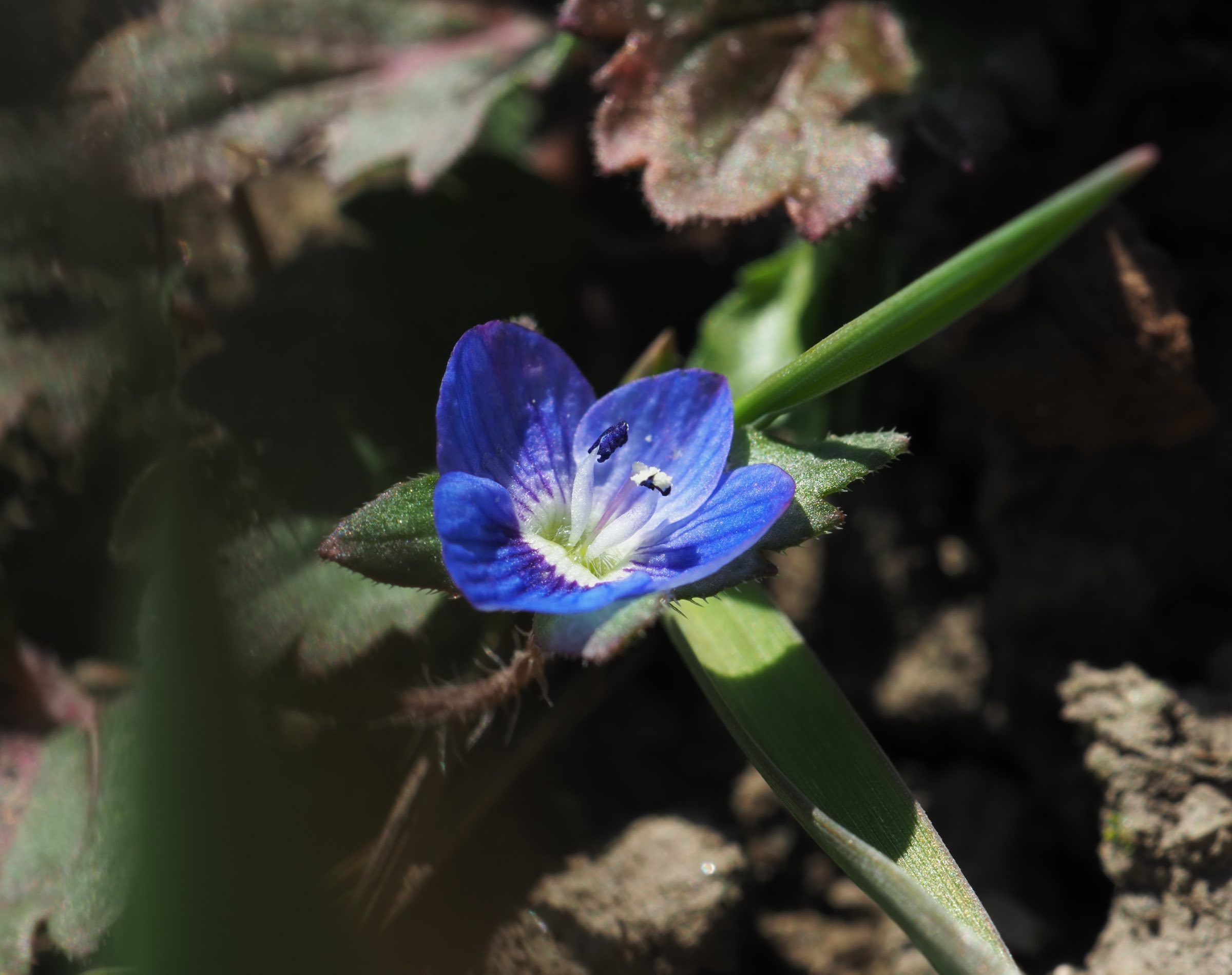 20210315 Veronica persica - Raasdorf.jpg