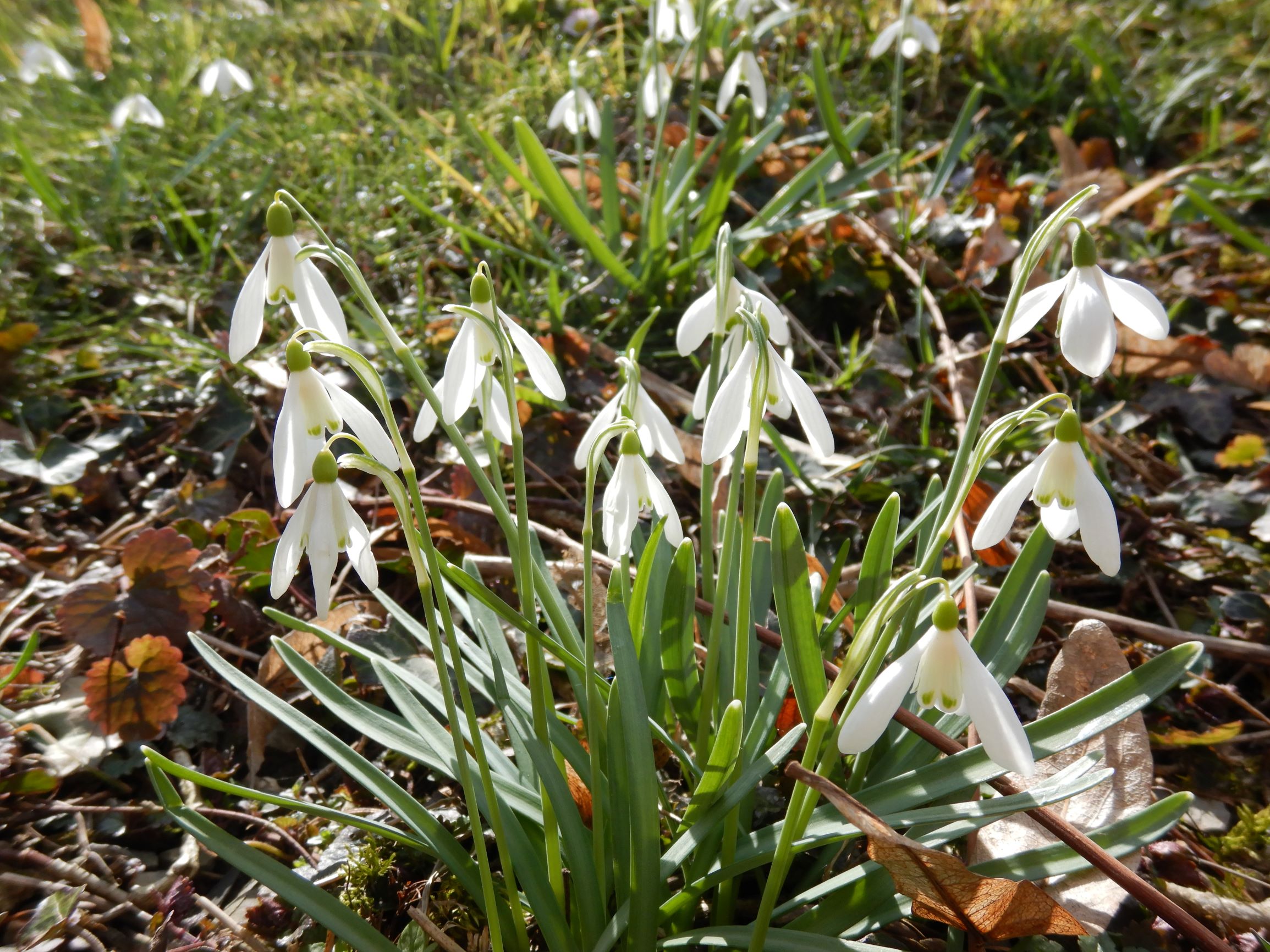 DSCN1657 friedhof hainburg, 2021-03-15, galanthus nivalis.JPG