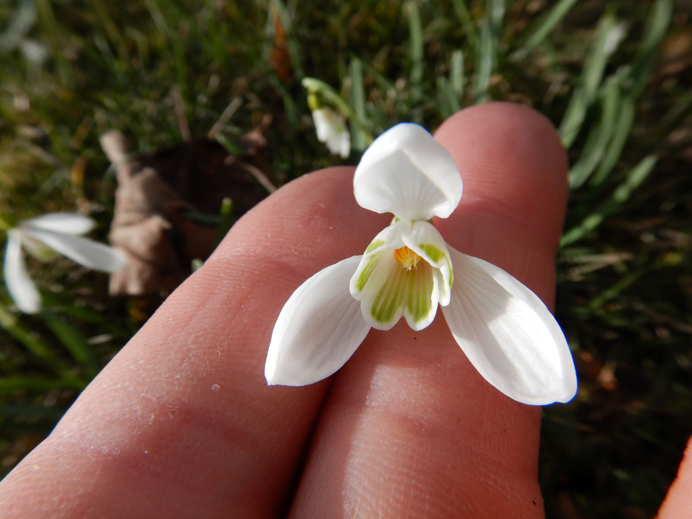 DSCN1663 friedhof hainburg, 2021-03-15, galanthus nivalis.JPG