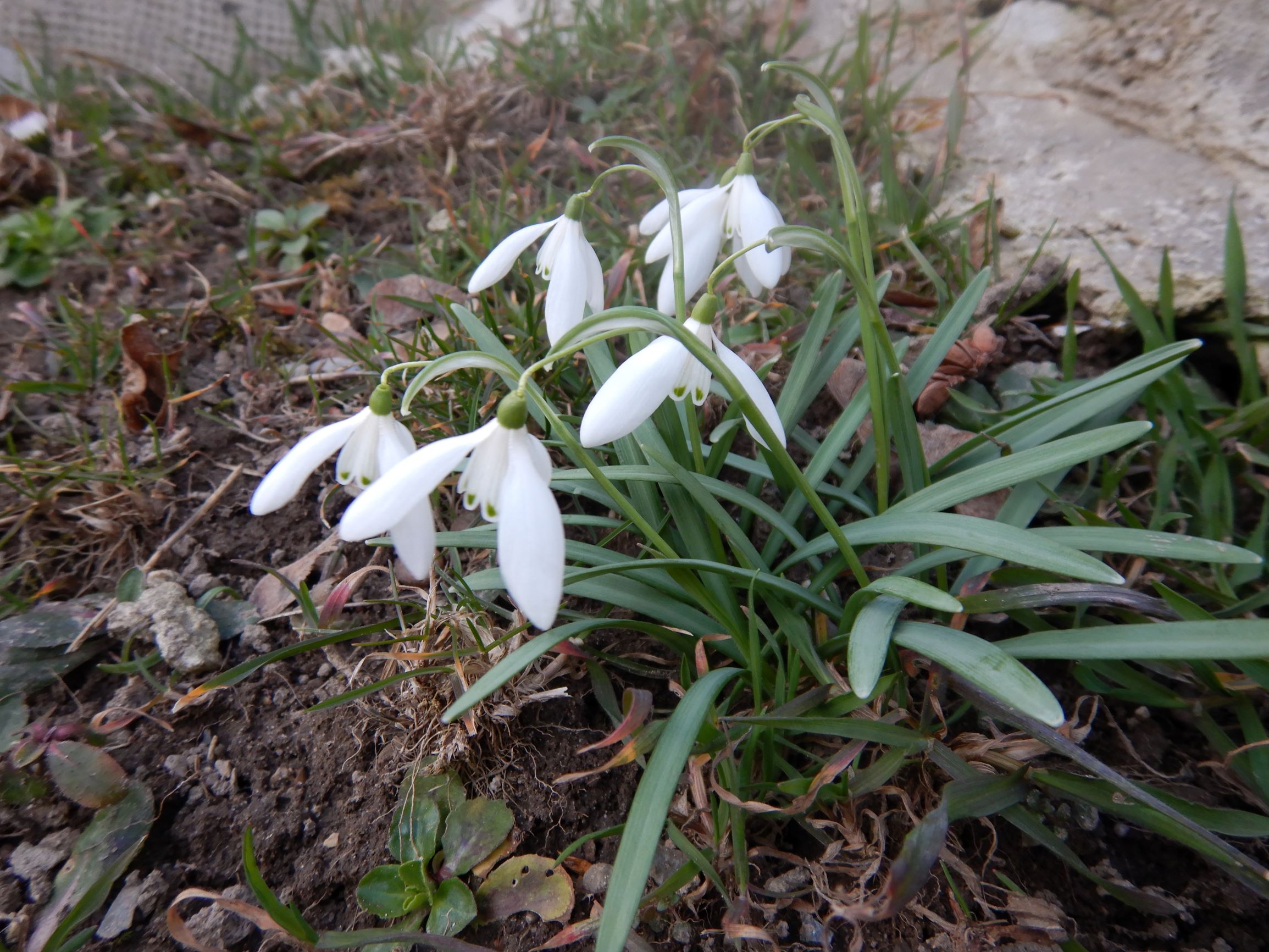 DSCN1780 friedhof hainburg, 2021-03-15, galanthus nivalis.JPG