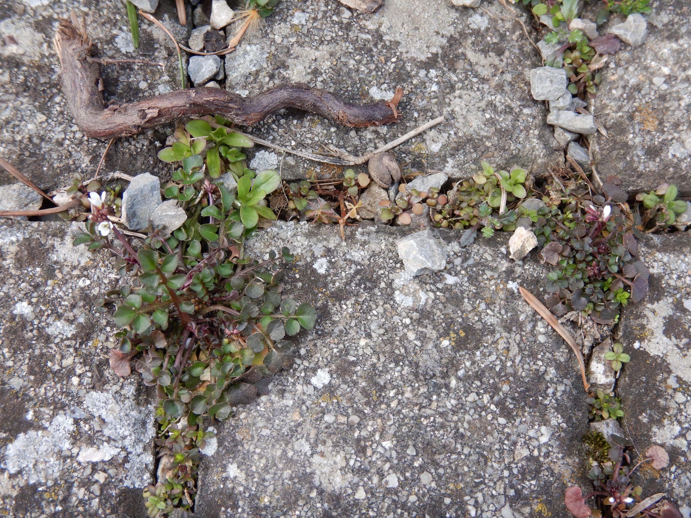 DSCN1584 friedhof hainburg, 2021-03-15, cardamine flexuosa.JPG