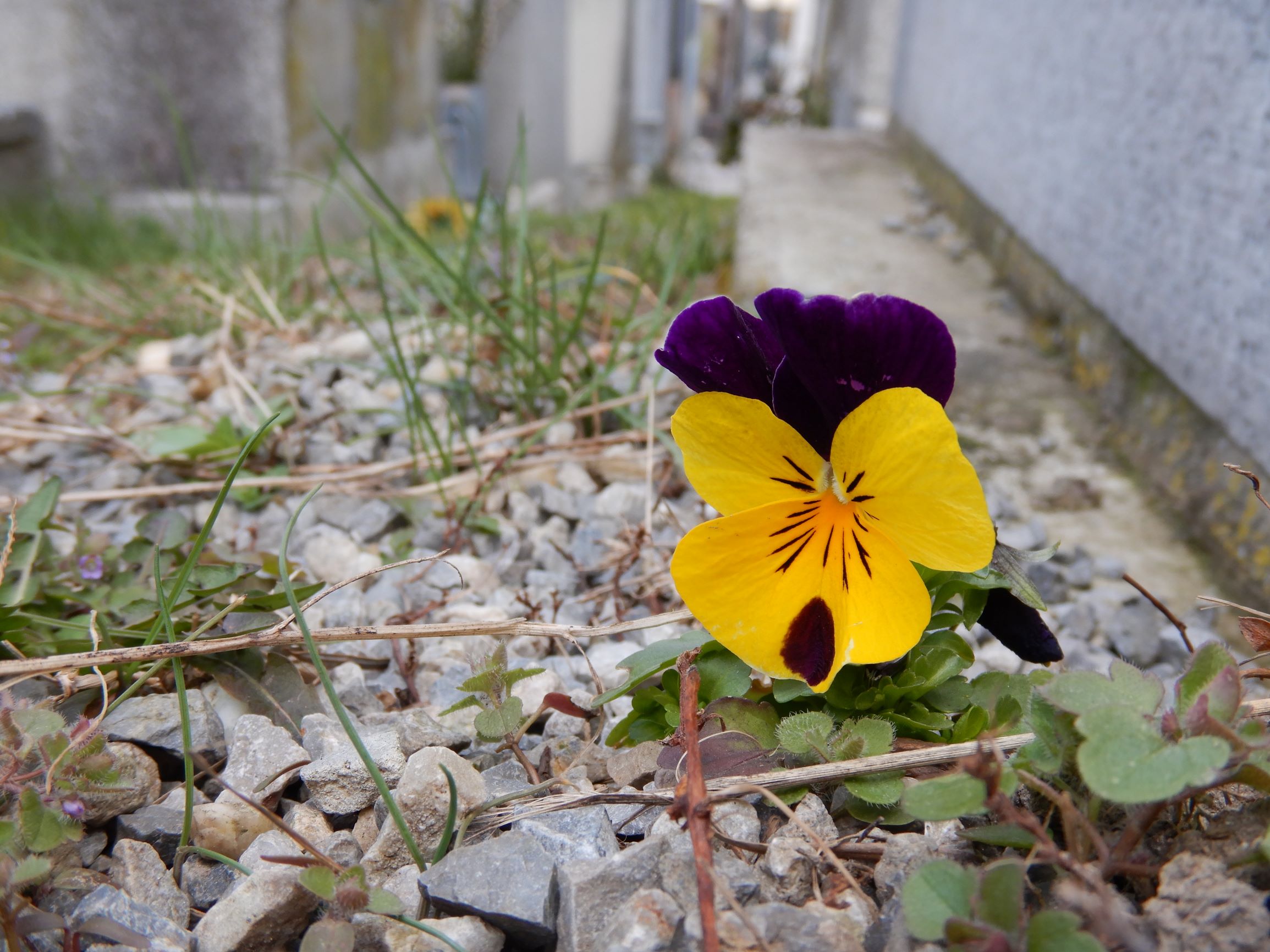 DSCN1591 friedhof hainburg, 2021-03-15, viola x wittrockiana, veronica sublobata.JPG