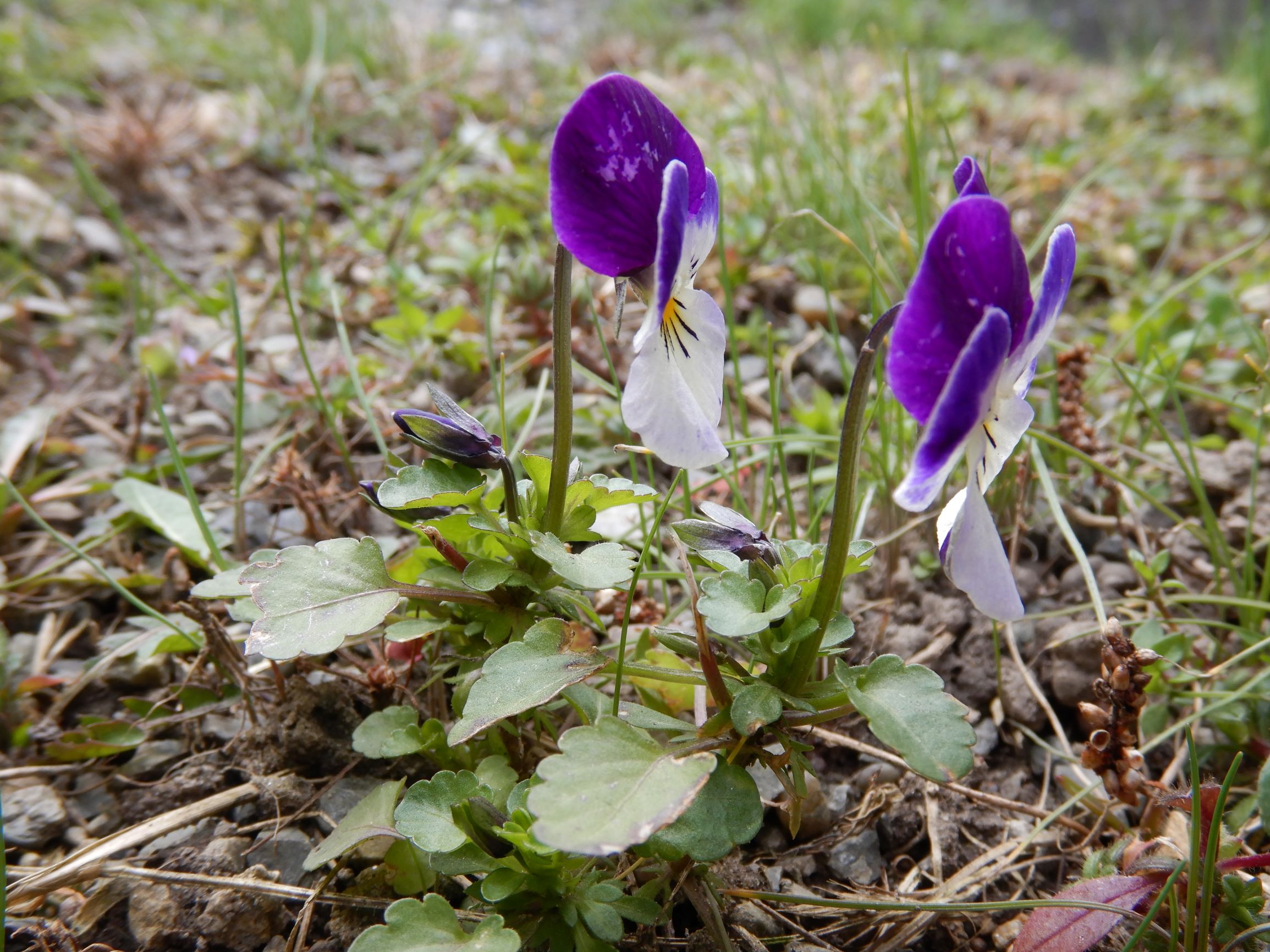 DSCN1592 friedhof hainburg, 2021-03-15, viola x wittrockiana.JPG