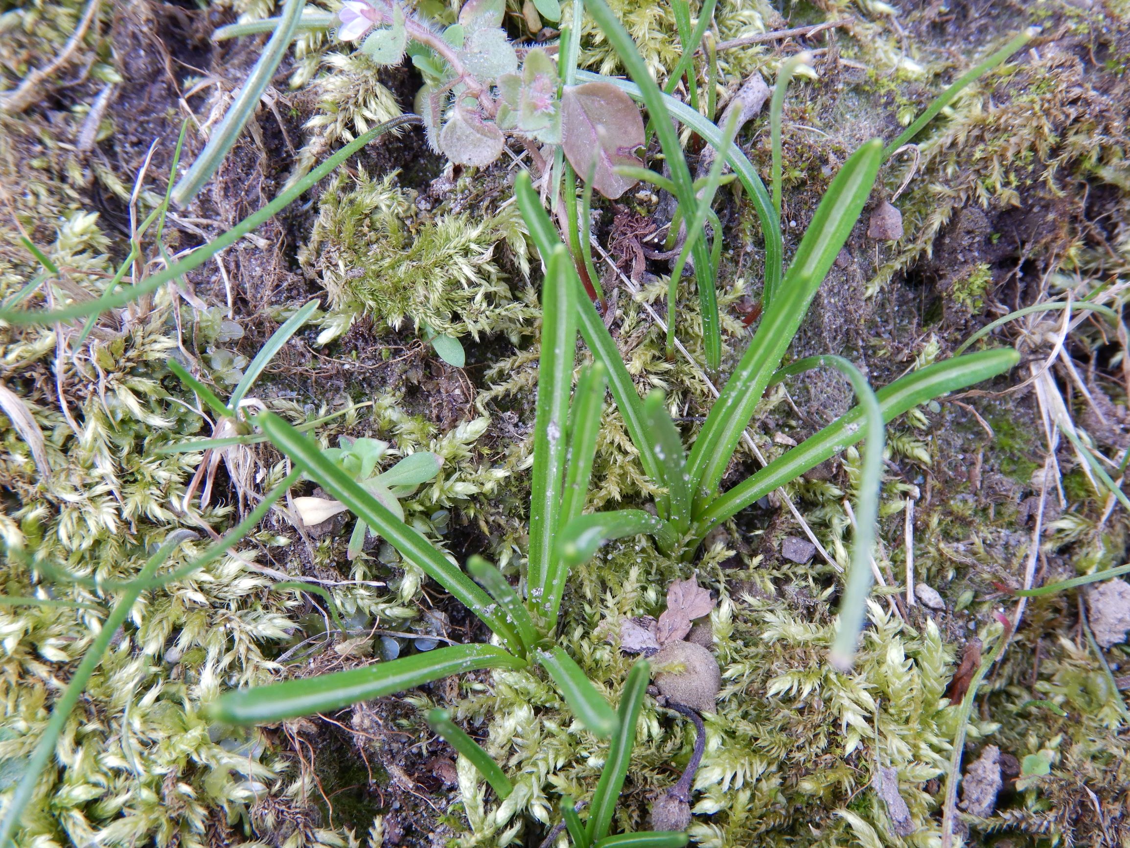 DSCN1609 friedhof hainburg, 2021-03-15, ornithogalum umbellatum agg..JPG