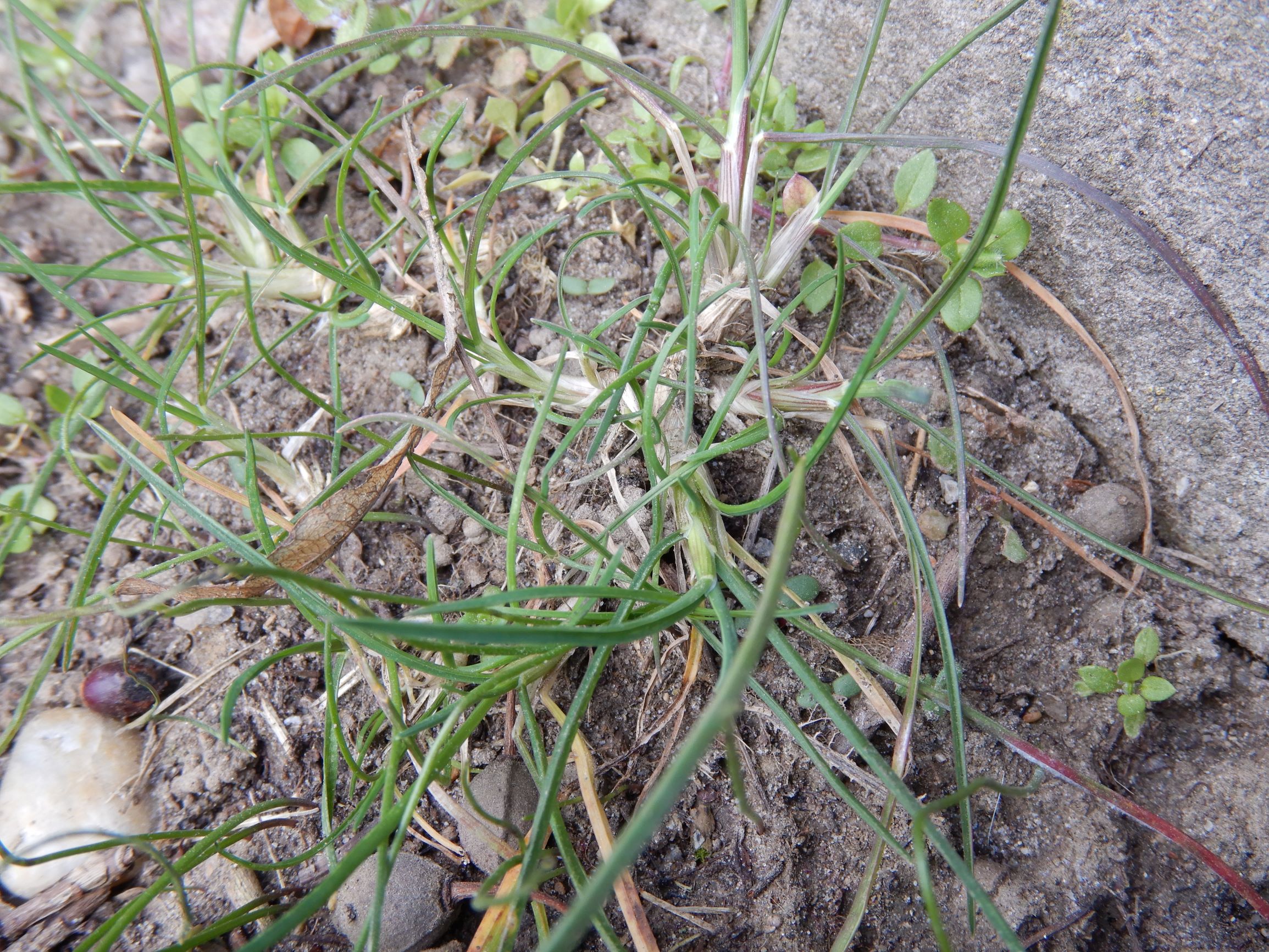 DSCN1626 friedhof hainburg, 2021-03-15, poa bulbosa.JPG