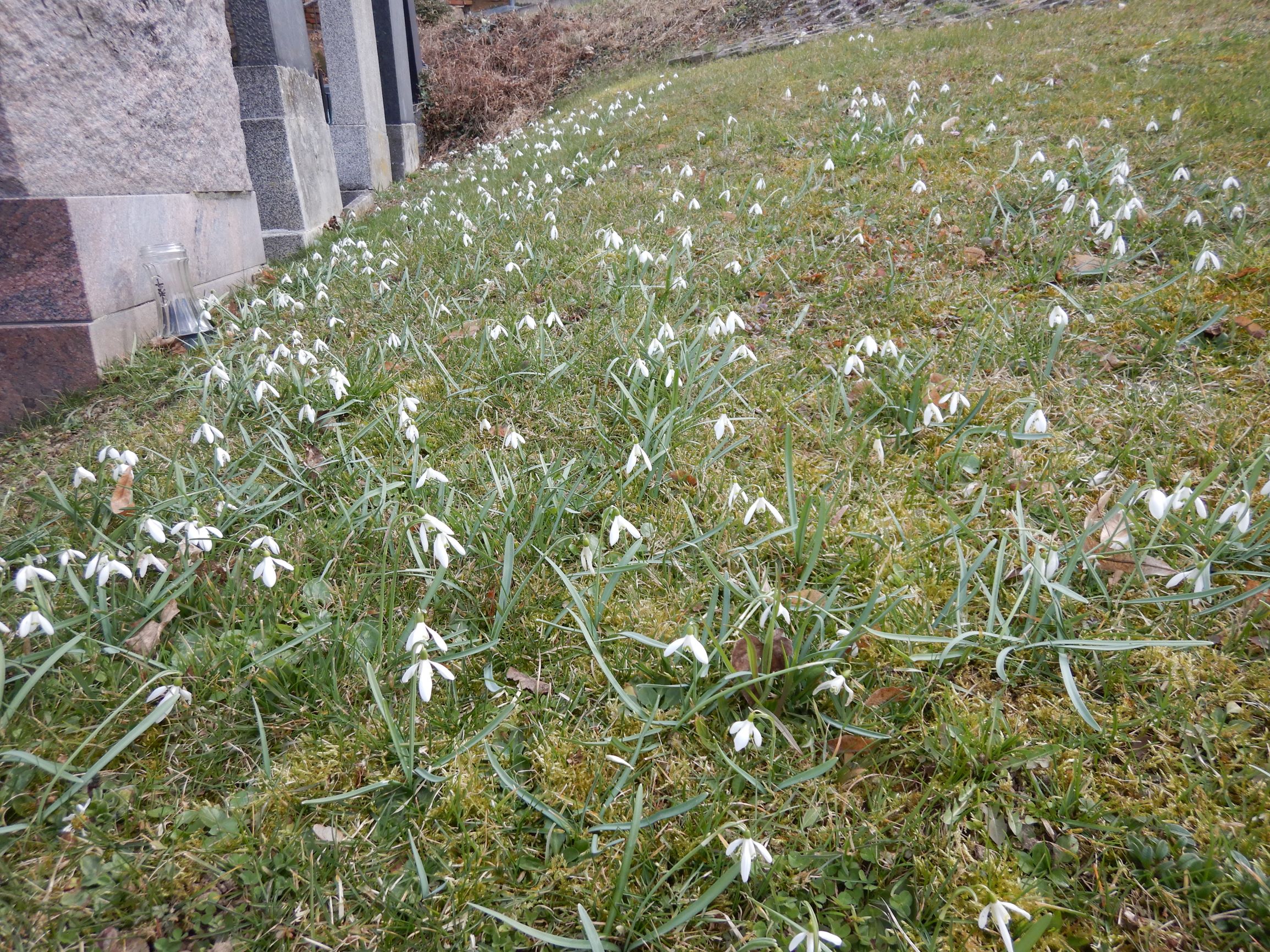 DSCN1683 friedhof hainburg, 2021-03-15, galanthus nivalis.JPG