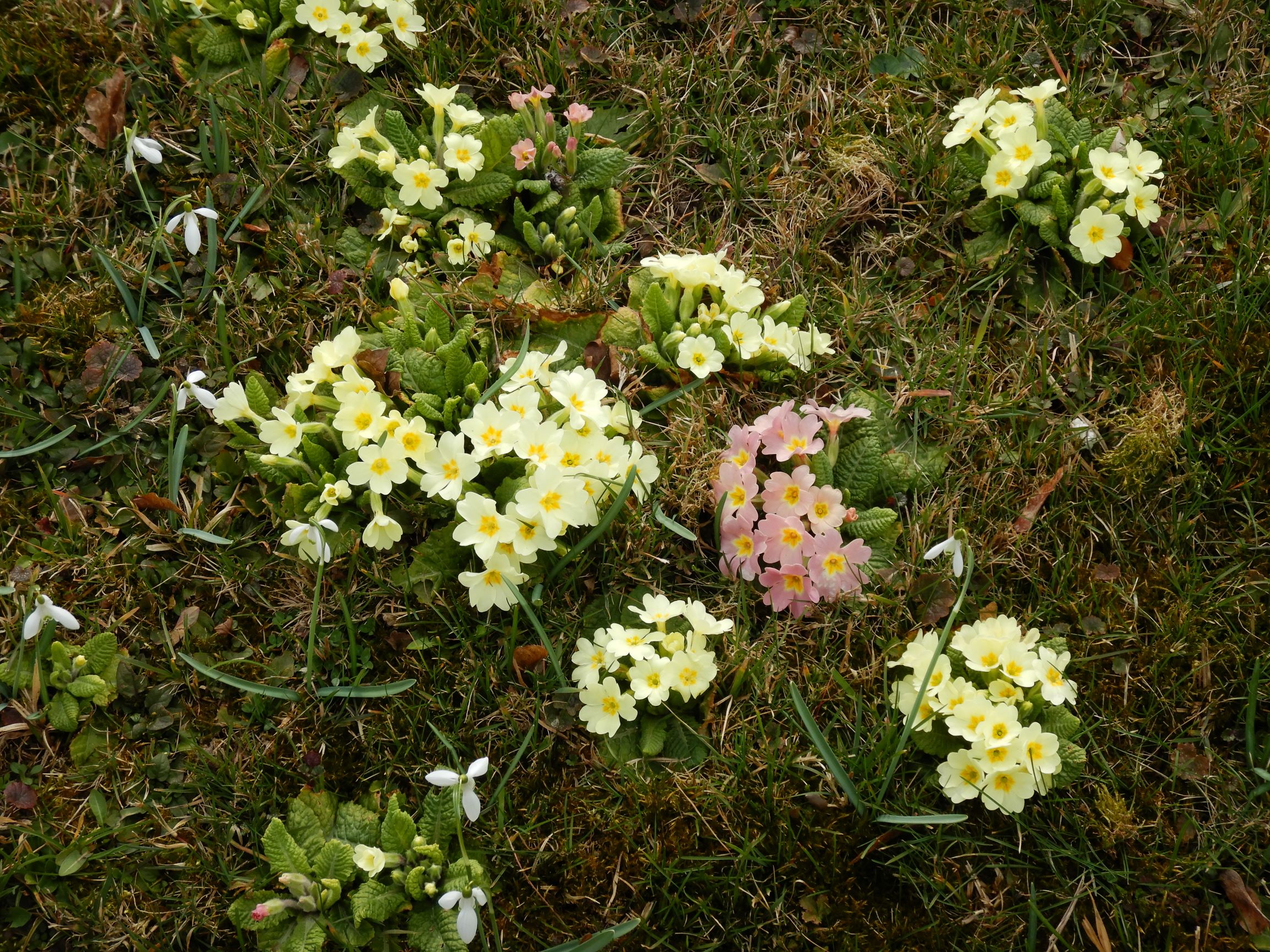 DSCN1687 friedhof hainburg, 2021-03-15, primula vulgaris.JPG