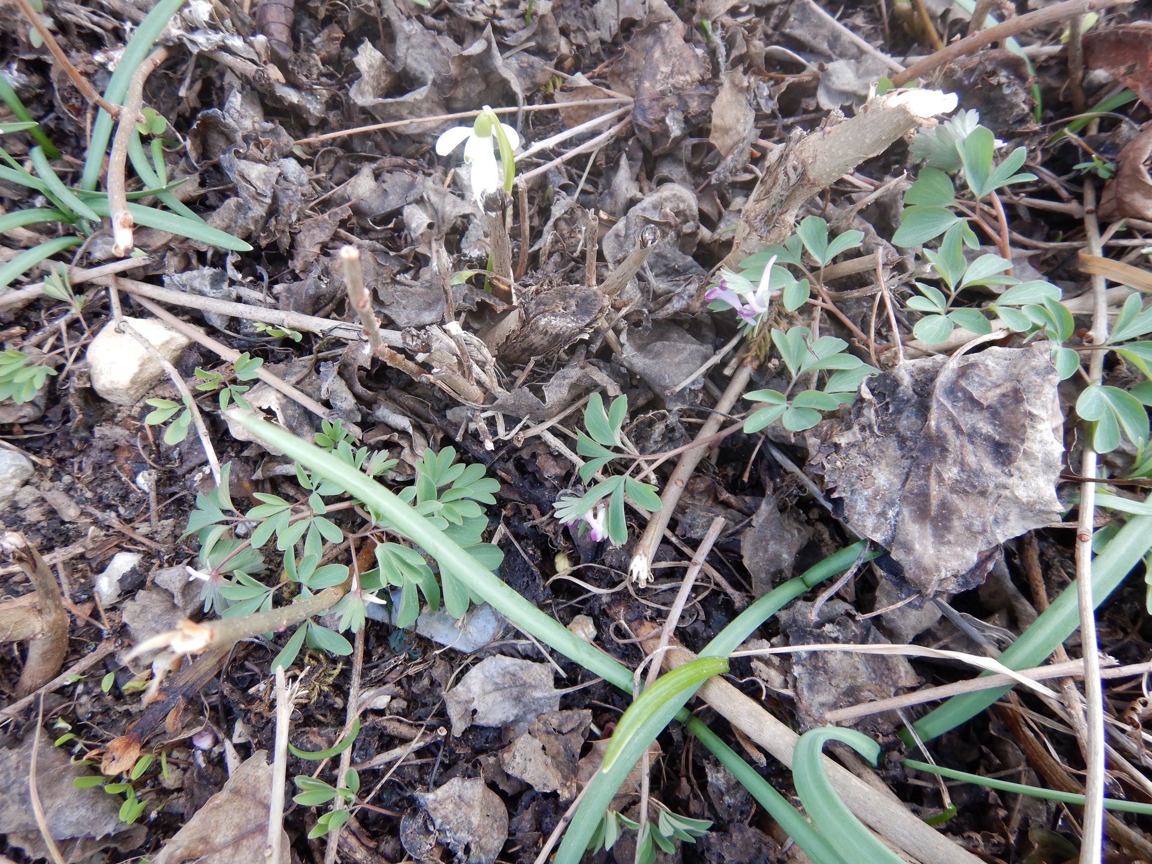 DSCN1760 friedhof hainburg, 2021-03-15, corydalis pumila, galanthus nivalis.JPG